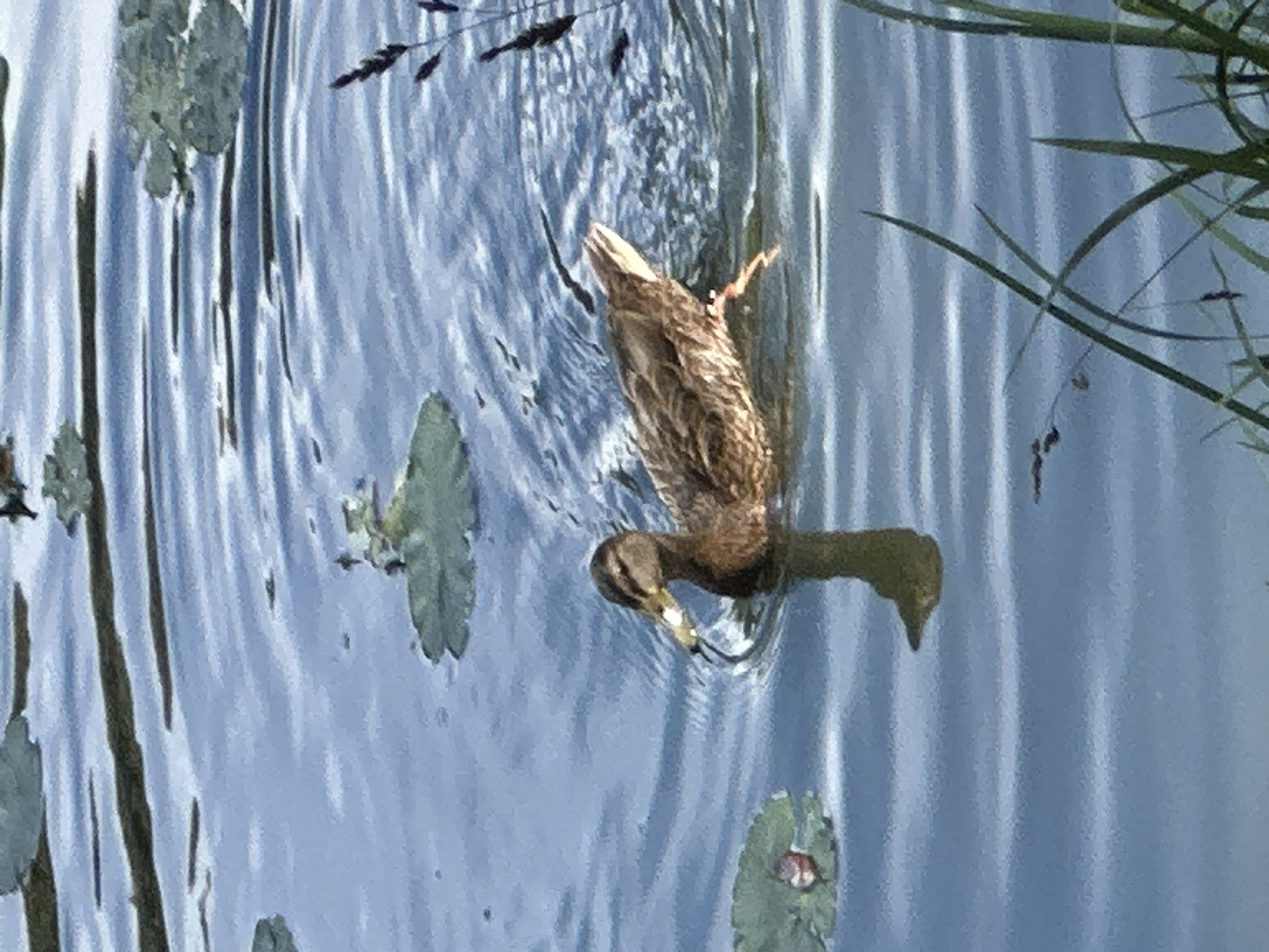 The image shows a duck swimming in a body of water. The duck is brown and has a yellow beak. It is swimming in calm water with lily pads around it. The water appears to be blue, reflecting the sky. There are some blades of grass in the foreground, suggesting the setting is a natural environment. There is no visible indication of the city of Ostafievo, Russia in the image.