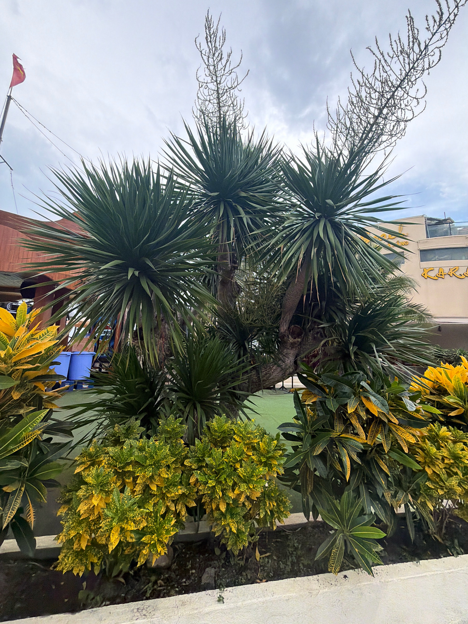 The image depicts an outdoor scene with lush greenery and a cloudy sky. In the foreground, a cluster of plants with vibrant yellow and green leaves is prominent. Behind these, a large tree with spiky, dark green leaves dominates the center of the frame. The tree's trunk is thick and gnarled, and it branches out into several large fronds. Tall, wispy flower stalks extend upwards from the tree. To the left, a red flag with a yellow star flutters on a pole against the sky. In the background, a building with the word "KAR" visible in yellow lettering is partially obscured by the foliage. Two bright blue cylindrical containers are visible to the left of the main tree. The ground appears to be covered in a muted green turf. This scene is likely in the city of Da Nang, Vietnam, given the presence of the flag. There are no people visible in the image.