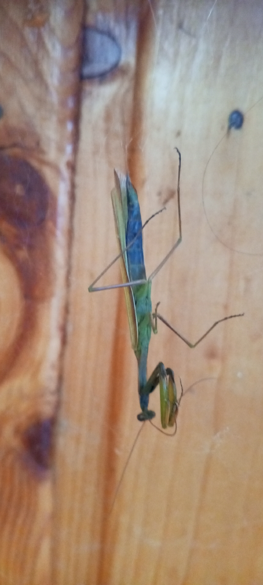 A praying mantis is shown hanging upside down from a string or thread against a wooden background. The mantis is predominantly green with blue wings. Its forelegs are raised in a typical predatory stance. The wooden surface appears to be part of a wall or paneling, with visible grain and knots. There are a few small, dark specks on the wood, possibly dust or insect droppings. The lighting suggests an indoor environment, though the background could also be an exterior wooden structure. The image is slightly out of focus, particularly in the background. No specific location in Dyurtyuli, Russia, can be determined from the visual information provided in the image.