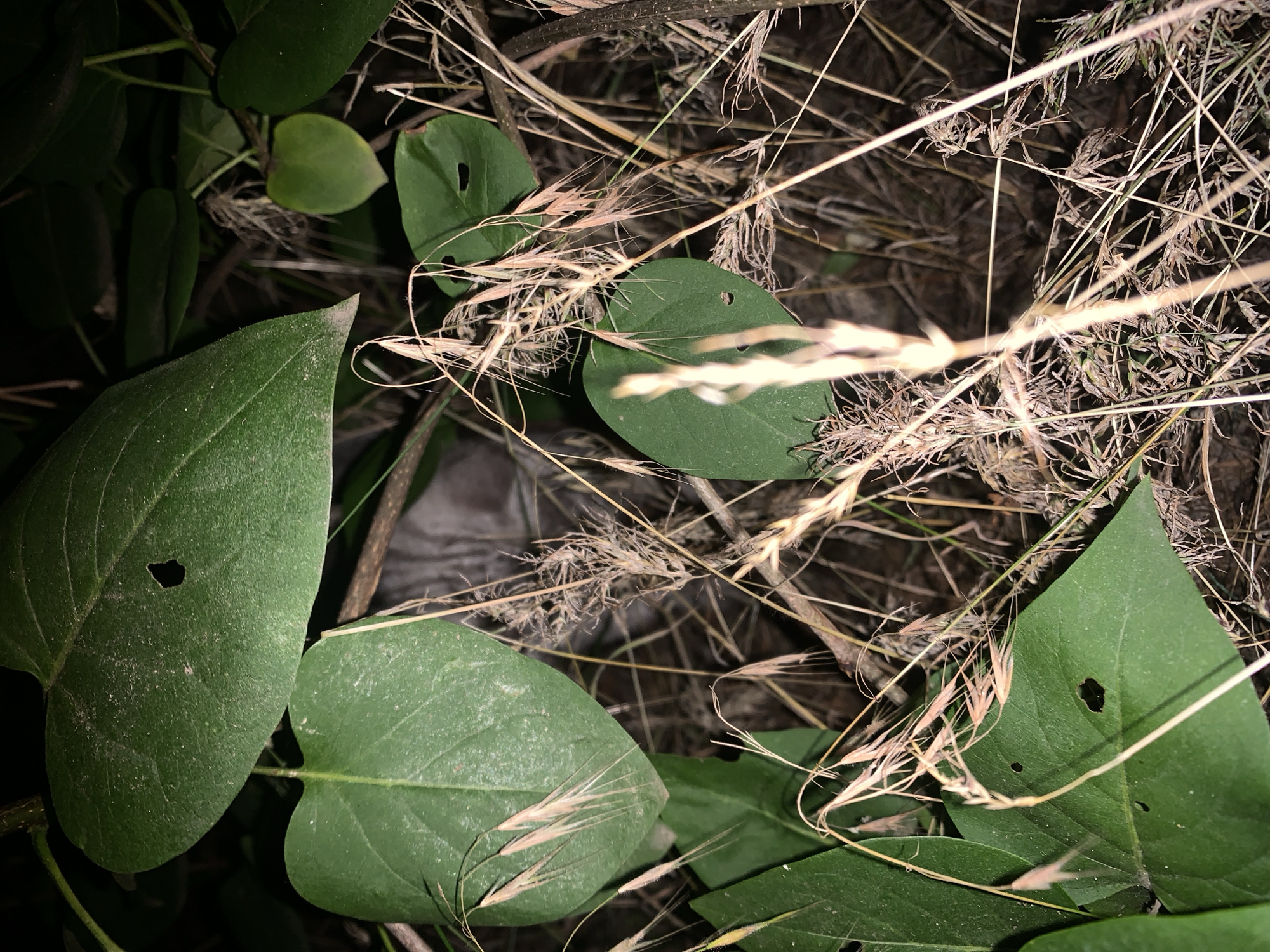 The image depicts a close-up, low-light view of vegetation, predominantly large green leaves and dry grass stalks. A faint, obscured shape that appears to be part of a greyish-brown animal, possibly a cat, is visible nestled amongst the foliage in the background. The environment suggests an outdoor setting with dense plant life. There is no discernible information within the image to indicate the city of Kharkiv, Ukraine, or any specific location. The scene is still and lacks any human presence or interaction.