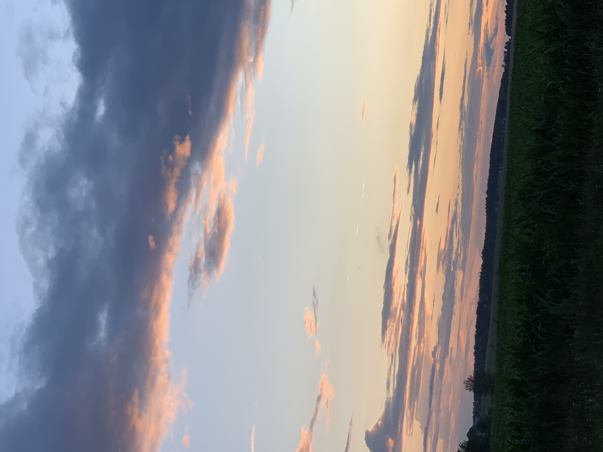 The image depicts a scenic view of a cornfield under a dramatic sky at dusk. In the foreground, a dense field of green corn stalks stretches across the lower third of the frame. The stalks are tall and full, indicating a healthy crop. Above the field, the sky transitions from a soft, pale blue near the horizon to deeper shades of gray and dark blue as it rises. Wispy clouds are scattered throughout, many of them tinged with warm hues of pink and orange, suggesting the lingering light of the setting sun. A distant treeline forms a dark silhouette against the horizon, with a few scattered trees visible within the cornfield. The overall impression is one of a rural landscape bathed in the soft, colorful light of twilight. The location is Цімкавіцкі сельскі Савет, Belarus.