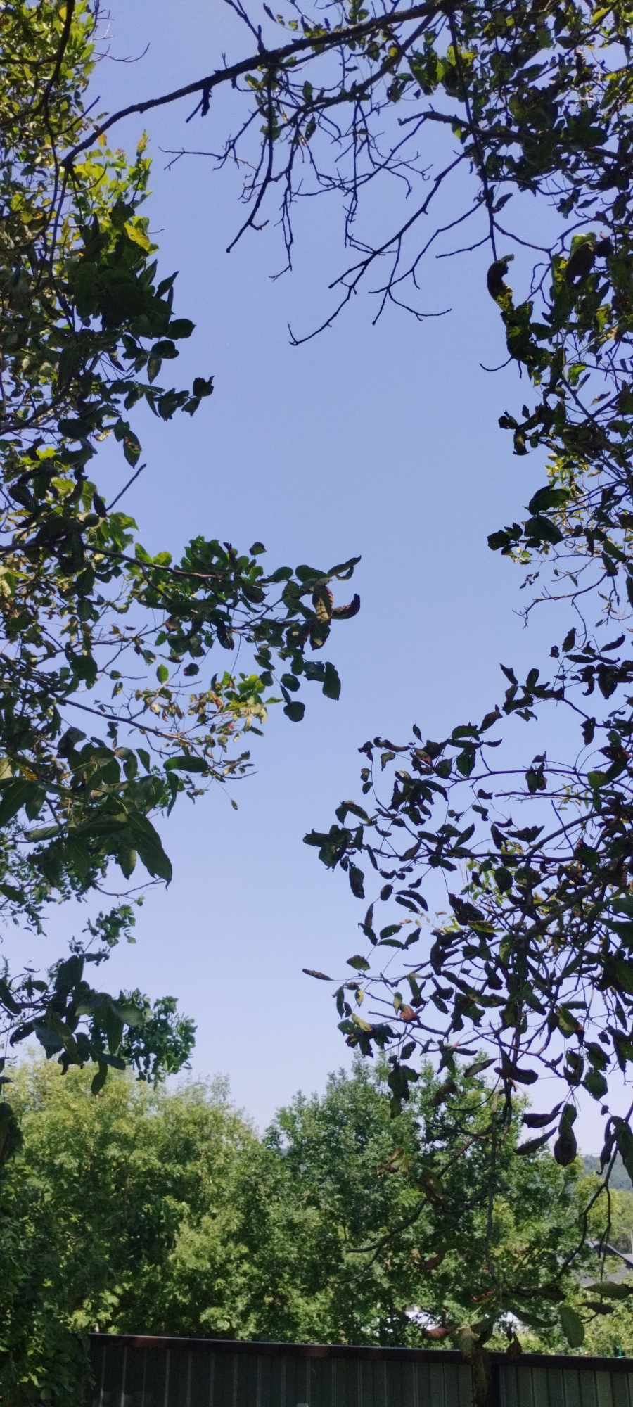 The image is an upward-facing shot of a clear blue sky framed by the branches and leaves of trees. In the foreground, dark tree branches with sparse green and brown leaves are visible, creating a natural frame. Towards the bottom of the image, a dense canopy of vibrant green trees is seen, with a muted brown fence running horizontally at the very bottom. There are no people or animals present. The environment appears to be outdoors, possibly a park or a backyard, under a bright sky. The lighting suggests a daytime scene. The location is Yaroslavskaya, Russia, but no specific landmarks or contextual details that would indicate this location are visible within the frame of the image itself.