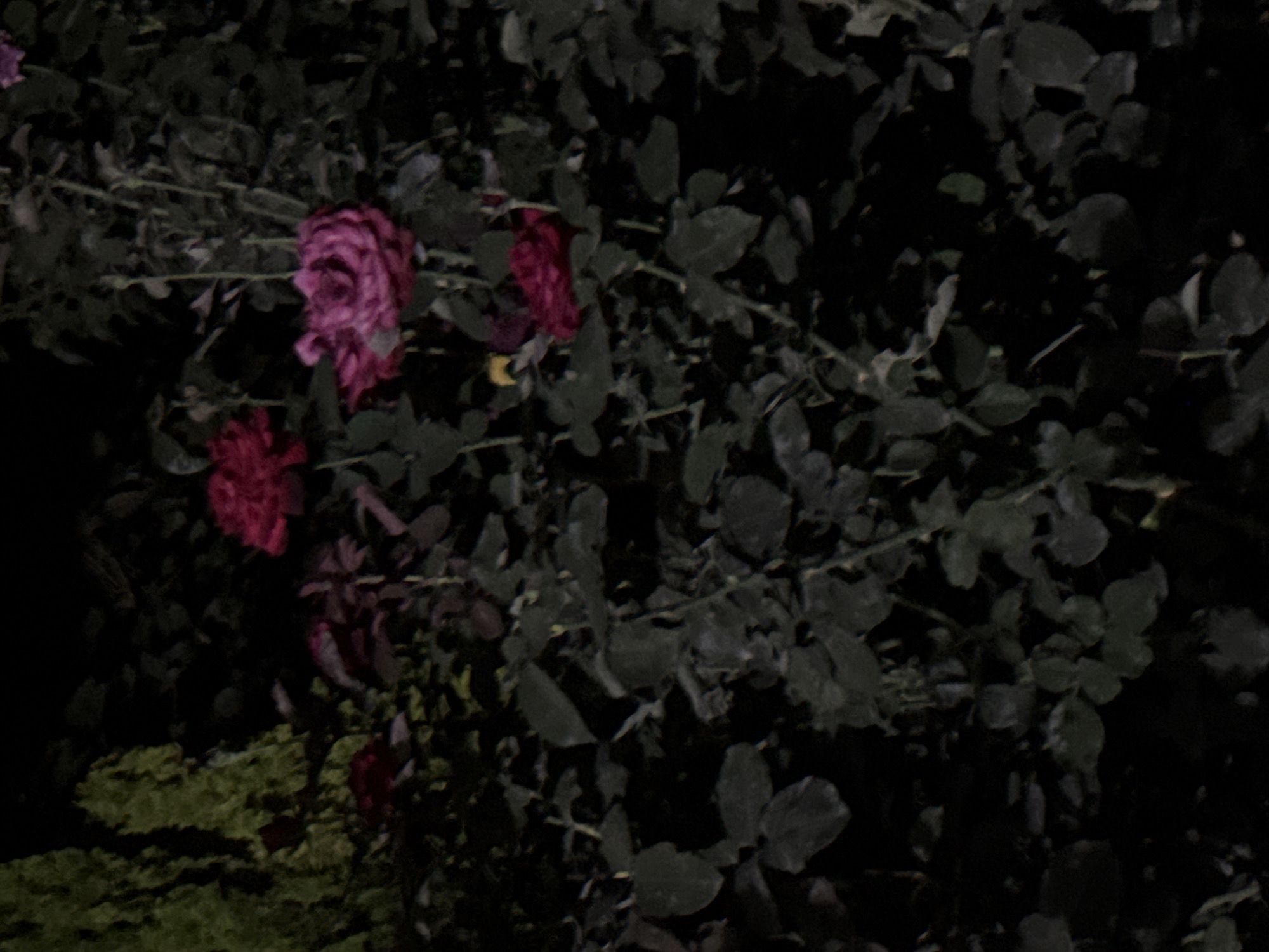 The image depicts a cluster of dark pink and red roses and foliage against a dark background. The lighting suggests it is nighttime, possibly illuminated by artificial light. The roses are in various stages of bloom, with some appearing fully open and others in bud. The leaves are dark green and lush, creating a dense visual texture. The overall impression is of a rose bush at night, with the colors muted by the low light conditions. The location in the city of Vostok, Kyrgyzstan, is not discernable from the visual information provided in the image.