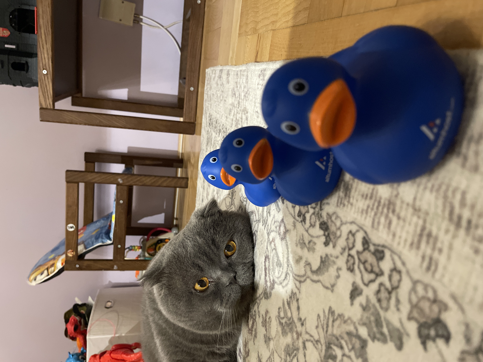 The scene is set indoors within a domestic environment, likely a child's room or play area, given the presence of toys. The walls are painted a light purple or pink hue. The floor is covered with a light-colored rug featuring a dark grey/brown floral or scroll pattern, overlying light brown wooden floorboards.
A grey Scottish Fold cat with prominent amber eyes occupies the left side of the frame, lying prone on the rug with its head tilted, directing its gaze towards the right. Its front paws are tucked beneath its body.
Three blue rubber ducks with orange beaks and white eyes are arranged in a diagonal line, from the lower-right foreground towards the mid-right. The duck closest to the viewer is partially cropped. Each visible duck displays a white "altumhost" logo on its side.
In the background on the left, a white storage bin with a circular handle is visible, topped with a red toy figure and other indistinct colorful objects. Adjacent to this, a wooden child's chair or stool is partially visible, draped with a blue and yellow patterned fabric.
In the background on the right, part of a dark brown wooden table or shelf unit stands against the wall. On its surface, a dark grey toy castle with a red flag or banner is discernible. Below the table, a beige electrical wall outlet or junction box with two white wires extending downwards is mounted on the wall.
The cat is observed looking intently at the line of blue rubber ducks. No direct physical interaction between the cat and the ducks is depicted.