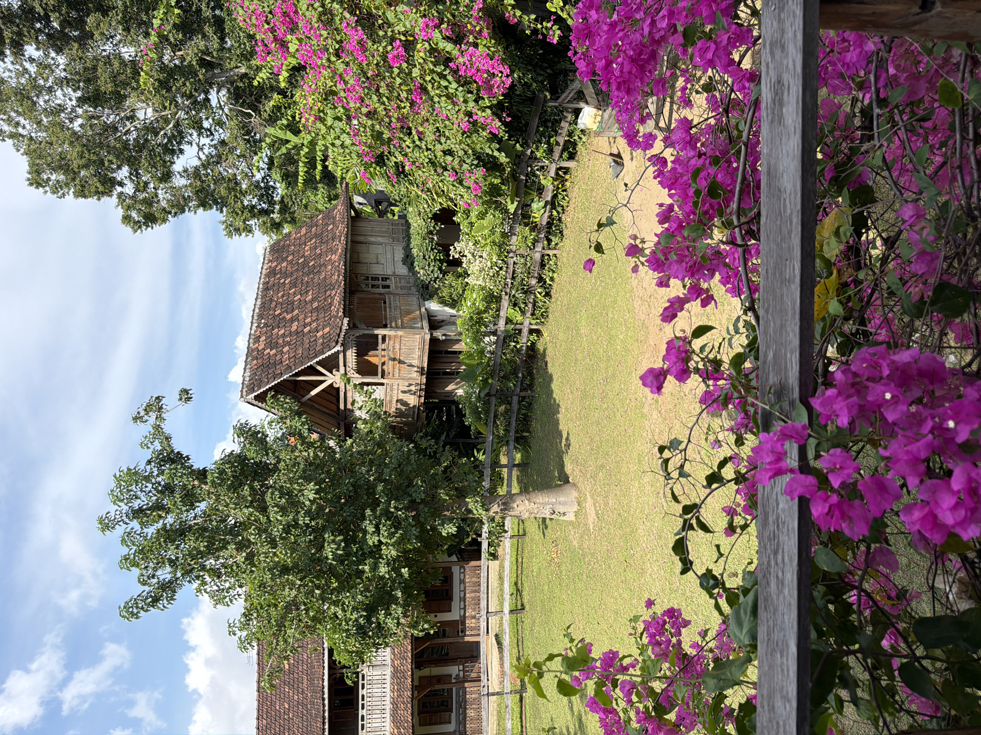 The image depicts a traditional Javanese wooden house in Kediri, Indonesia, viewed from an elevated position behind a wooden railing. The house has a tiled roof and is surrounded by lush greenery including mature trees, lawn, and vibrant magenta bougainvillea flowers growing near the railing. A simple wooden fence separates the lawn from the house. The sky is visible above the trees, with scattered clouds.