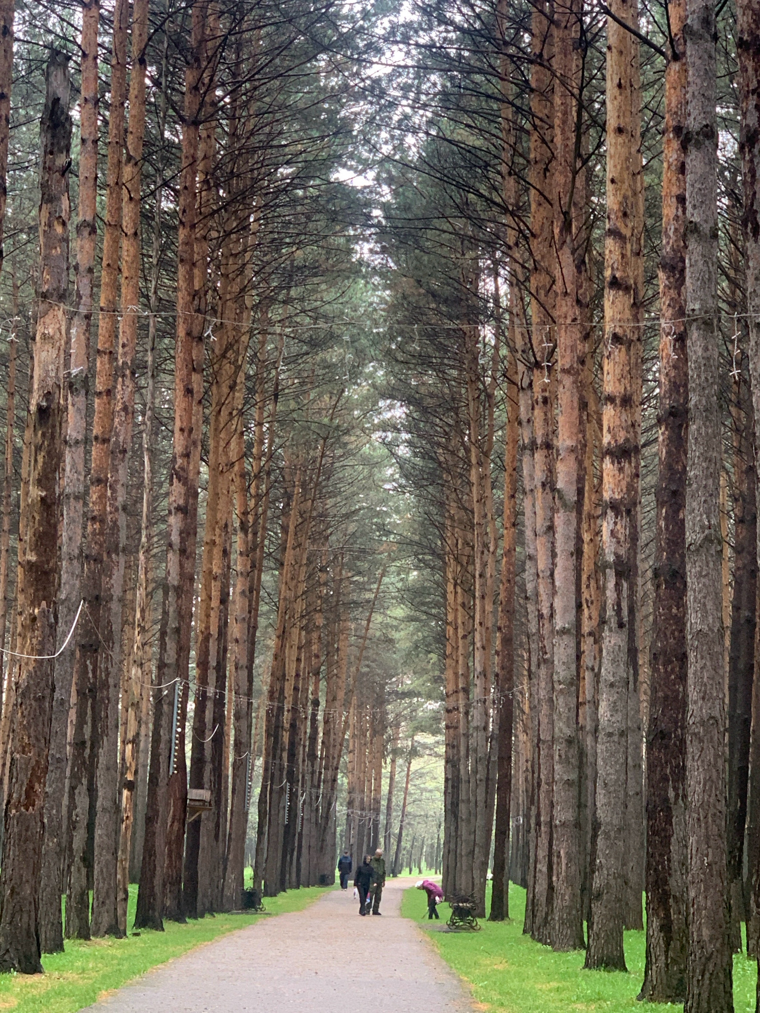 A straight, paved pathway cuts through a dense forest of tall, slender pine trees in Prokopyevsk, Russia. The trees are closely spaced, forming a natural tunnel with their trunks creating a textured, vertical pattern. Sunlight filters through the canopy, casting a soft, diffused light on the scene. The ground on either side of the path is covered in lush green grass.
Several individuals are present on the pathway. In the mid-ground, a couple walks away from the viewer. Further down the path, closer to the center, two people are walking towards the viewer. On the right side of the path, a person in a pink jacket bends down near a small cart, while another person stands beside them.
Decorative elements are strung between some of the trees on the right side of the path, appearing to be string lights or ornaments. A small birdhouse or feeder is attached to one of the trees in the mid-ground. The overall atmosphere is serene and natural, suggesting a park or a wooded recreational area.
