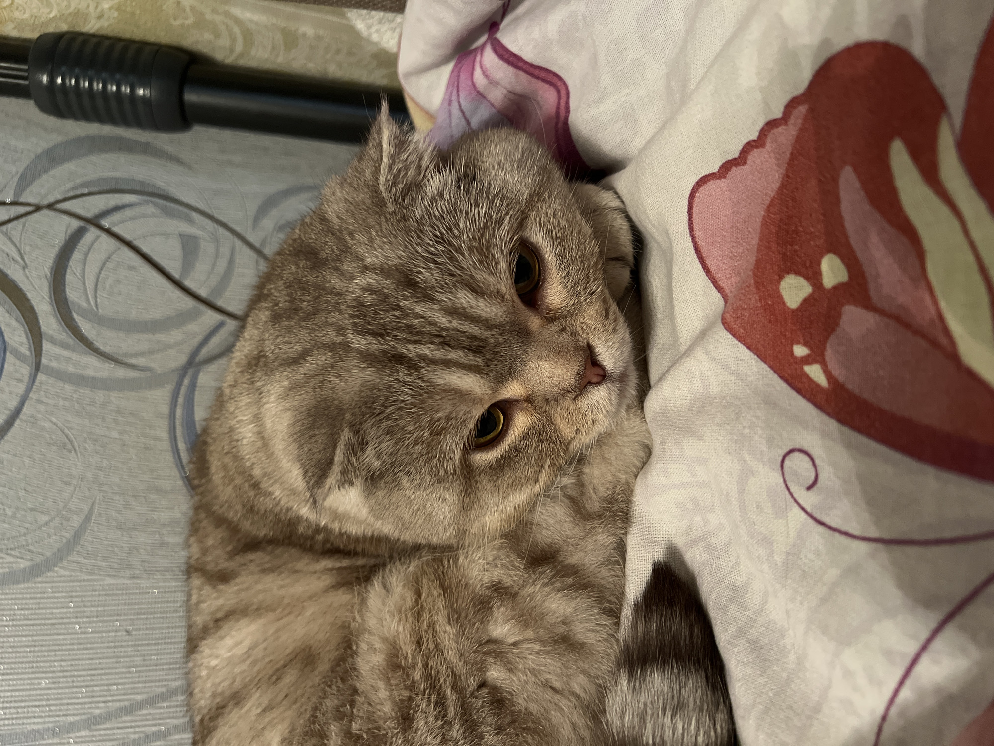 A close-up shot shows a gray and brown tabby Scottish Fold cat lying on a patterned bedsheet. The cat's head is tilted, and it looks towards the camera with amber eyes. Part of the cat's tail is also visible. The bedsheet is patterned with a large red and pink flower. A black, cylindrical object is visible in the upper left corner. The location is stated as Chaikovsky, Russia.