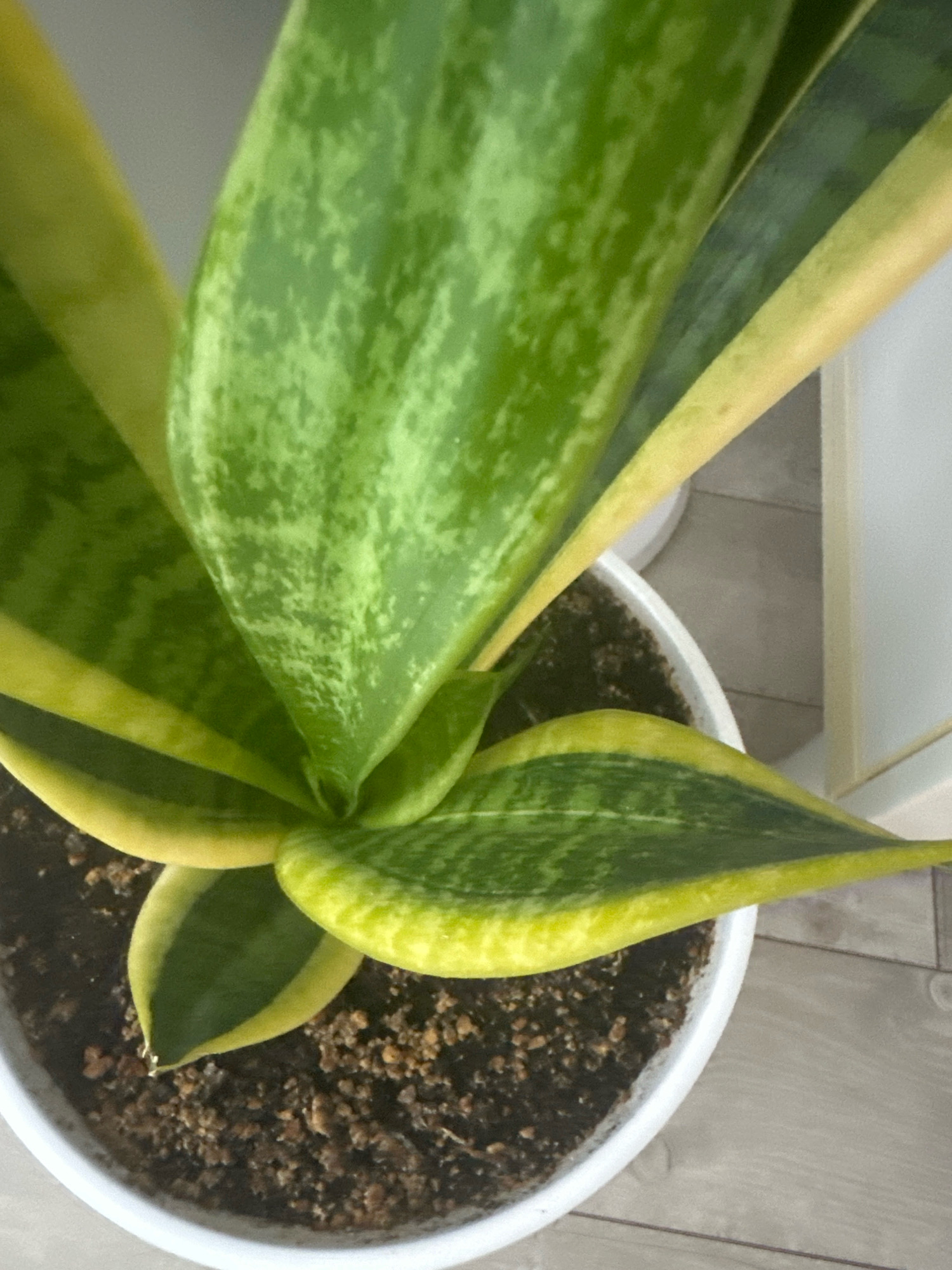 The image shows a close-up of a snake plant (Sansevieria trifasciata) in a white pot. The plant has long, upright, sword-shaped leaves with variegated patterns of green and yellow. The soil in the pot is dark and granular. The pot is sitting on a light-colored, wood-textured surface. In the background, a white wall is visible. There are no people or animals present in the image. The setting appears to be indoors.