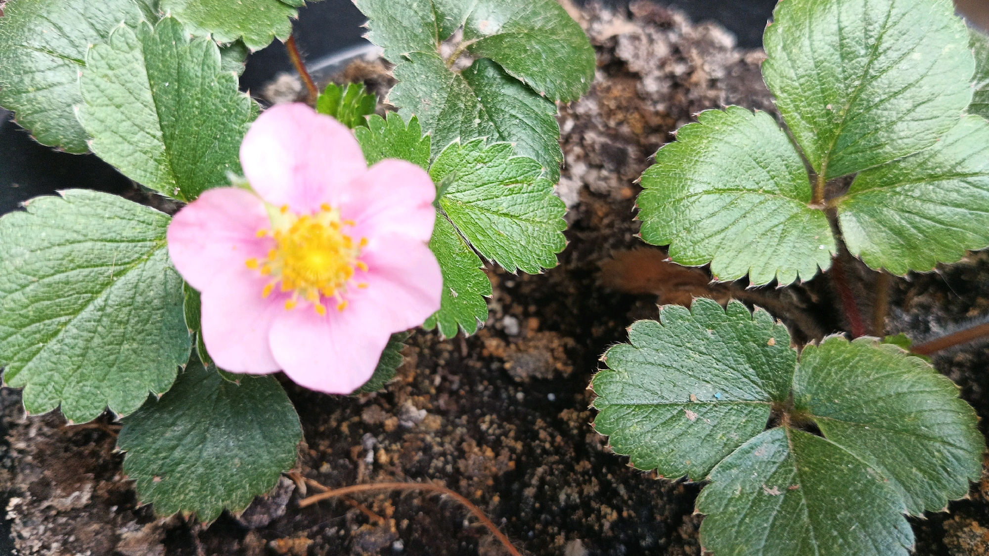 A close-up, high-angle shot captures a single, light pink strawberry flower with a vibrant yellow center. The flower is surrounded by lush, green strawberry leaves with serrated edges. The soil is dark and appears somewhat dry. The image does not contain any elements that would allow for specific geographic location identification within Kryvyi Rih, Ukraine.