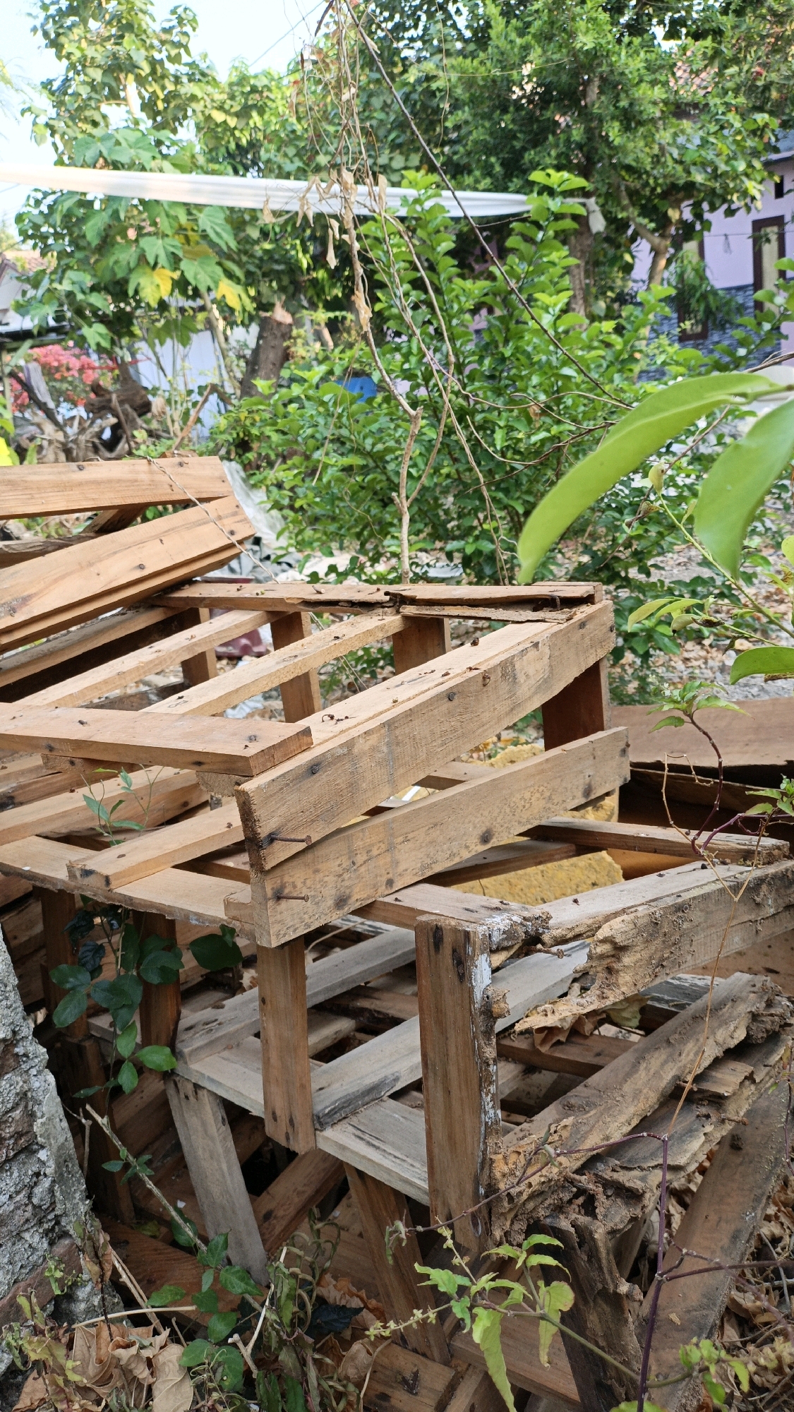 The image depicts a collection of dilapidated wooden pallets stacked outdoors, likely in a yard or alleyway in Cikal, Indonesia. The pallets are weathered and broken, with some boards missing or splintered, revealing the underlying structure. Some sections appear to have been used as makeshift shelves or supports, with additional pieces of wood haphazardly placed. Greenery, including vines and leafy plants, is growing amongst and around the pallets, indicating an unkempt or abandoned area. In the background, trees and foliage are visible, along with a portion of a house with a pinkish-purple exterior and a tiled roof. The scene suggests a storage area or a location where discarded materials are left. There are no people or animals present in the image.