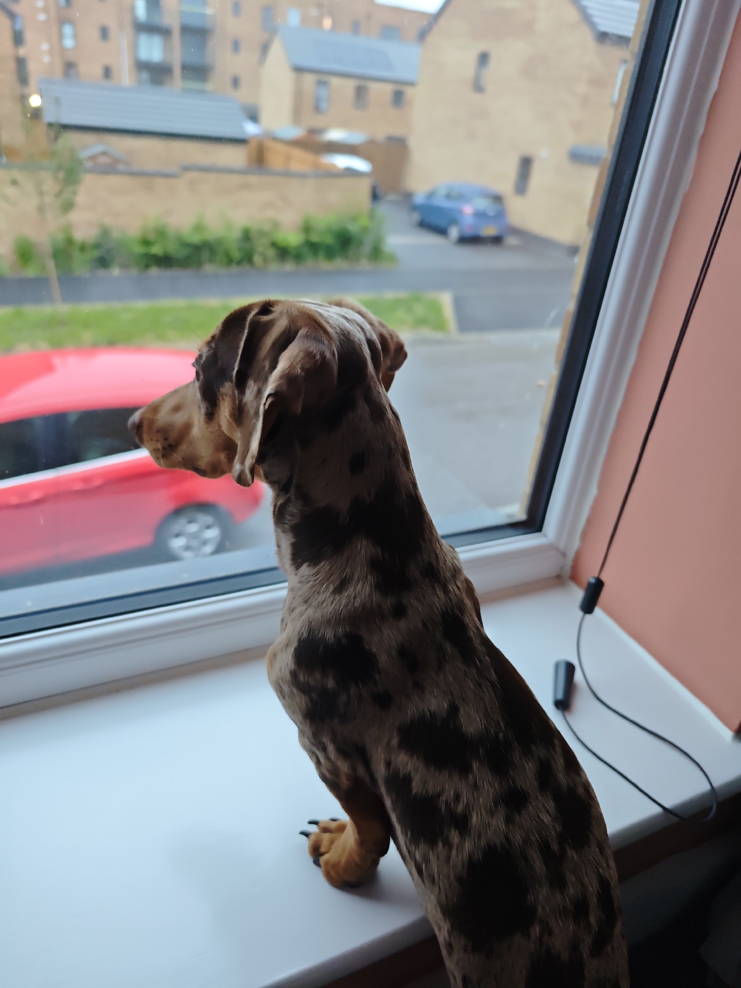 A dapple-patterned dog, likely a Dachshund, is captured from its left side and rear, sitting attentively on a white window sill. The dog has short, mottled brown and dark brown fur, and its head is turned sharply to the left, gazing out the window. Its right front paw, complete with dark claws, is visible near the edge of the sill.
On the white window sill, to the right of the dog, a black cable with a small black cylindrical component rests, possibly part of headphones or a charging cable. The interior wall to the right of the window is a pale peach color.
Beyond the white window frame, an outdoor residential scene unfolds. Directly outside, a bright red car is parked on a street or driveway, its front portion partially obscured by the window frame. Further in the mid-ground, a blue car is visible on a paved surface. The background features several modern-style residential buildings constructed from light-colored brick or stone, some appearing to have multiple stories and balconies. Green foliage, including bushes and small trees, lines a low wall and appears around the buildings.
The lighting suggests an overcast day, providing soft, diffused light without harsh shadows, possibly indicating a cloudy day or late afternoon. The dog appears calm and focused, observing something outside. No visible text is present in the image.