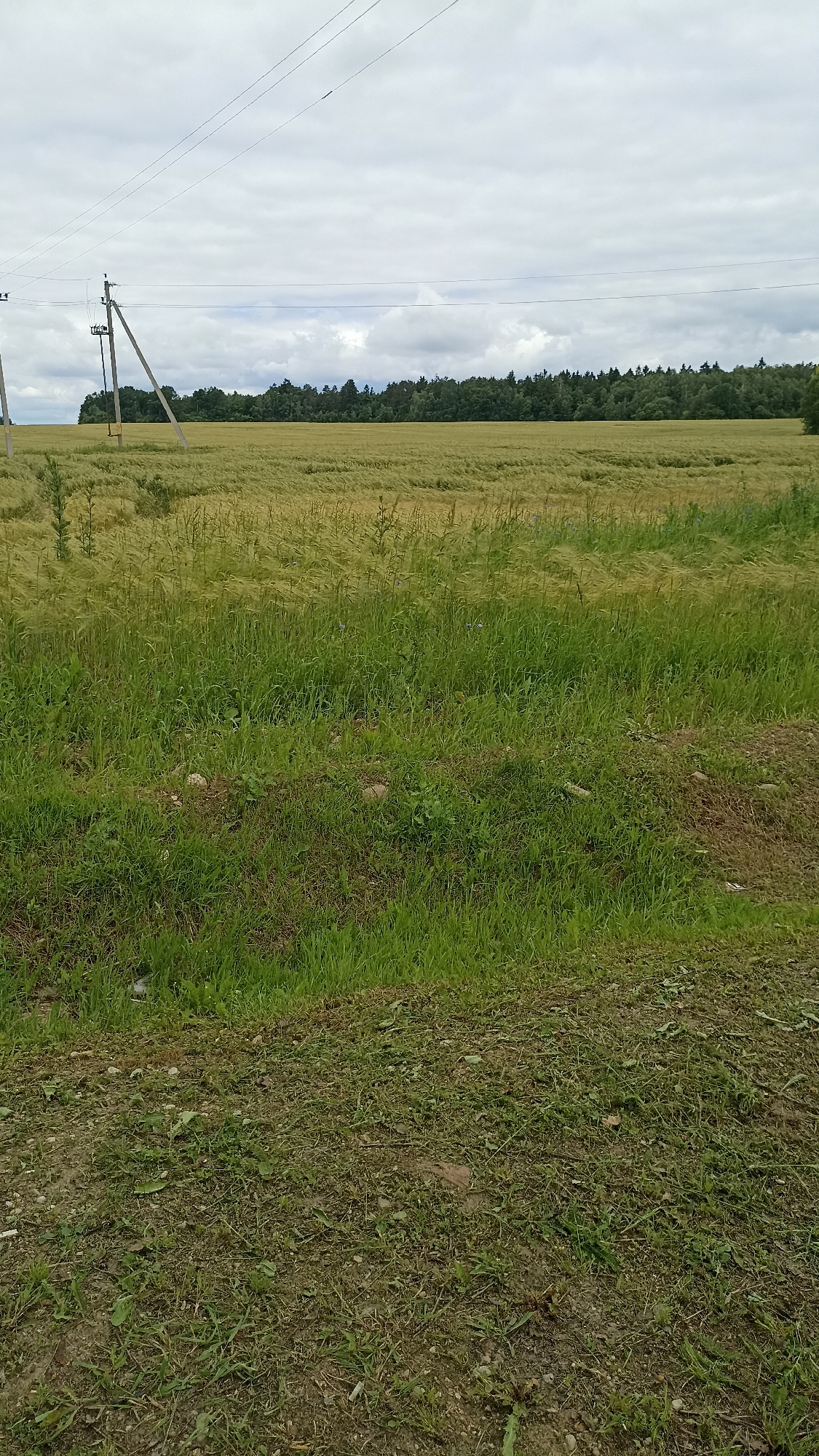 This media file depicts a rural landscape in Belarus on an overcast day. The scene is dominated by a vast field of golden-yellow crops, likely wheat or barley, stretching towards a dense line of green trees in the background. The crops appear slightly flattened in some areas, suggesting wind might have passed through. In the foreground, there is a patch of vibrant green grass and a dirt path covered in cut grass and small stones.
Two power line poles are visible, one on the left and another further back towards the center of the image. They are supporting multiple overhead power lines that traverse the sky. The sky itself is filled with thick, gray clouds, indicating a potentially rainy or cloudy day. The overall impression is one of rural tranquility and agricultural expanse under a muted sky. There are no people or animals visible in the frame, and no text is present. The location cues, such as the power poles and the type of agricultural field, along with the general appearance of the landscape, are consistent with a rural setting in Belarus.