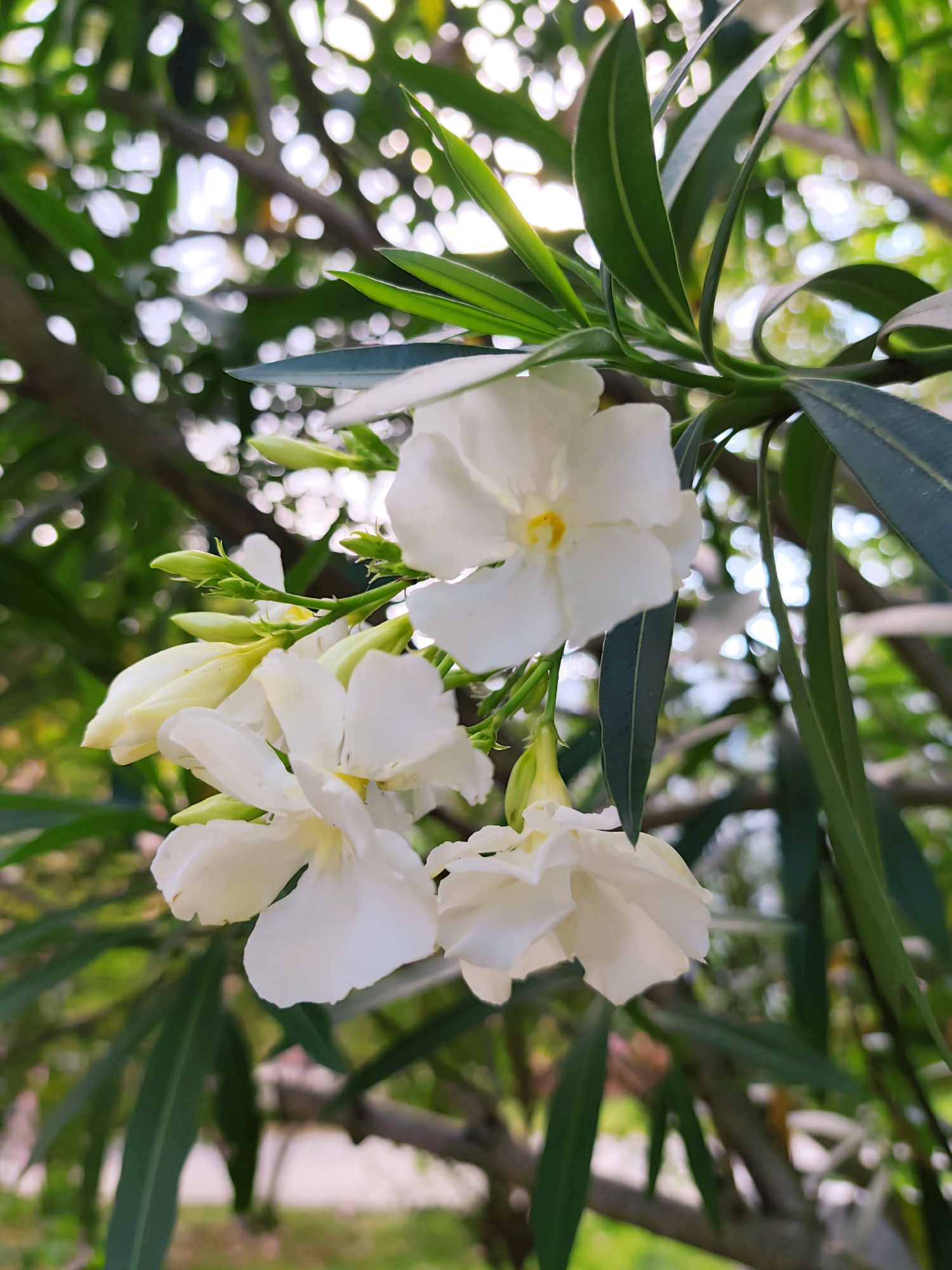 This is a close-up, vertical, outdoor photograph of white oleander flowers and buds on a branch. The flowers are multi-petaled and some are partially open, revealing yellow centers. Several green buds are also visible. The leaves are long, narrow, and dark green, some are curled. The background is a bokeh of green foliage and bright, out-of-focus light. The branches are dark brown. The image appears to have been taken in natural light, likely during the day. The scene is serene and focuses on the delicate beauty of the flowers. There are no people or man-made objects visible that would indicate a specific location within the city of Sochi, Russia. The botanical subject matter suggests a garden or natural setting common to the region's climate.