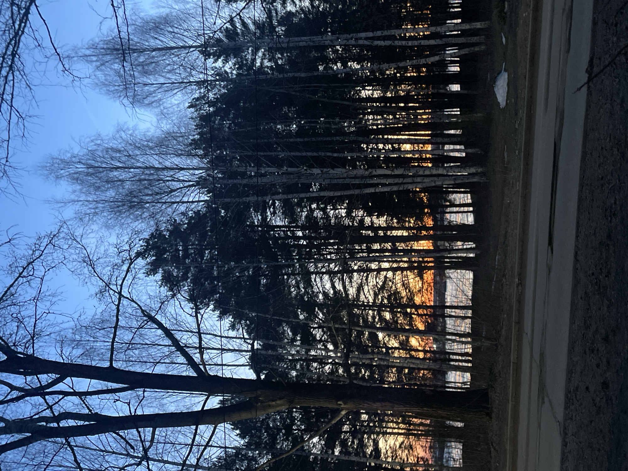 The image captures a scene in Chaikovsky, Russia, at dusk or dawn. A dense row of dark, tall trees lines the edge of what appears to be a road or path. The trees consist of bare birch trees and dark evergreens. Through the trees, a strip of orange light suggests a sunrise or sunset. The sky above transitions from light blue to a darker hue. A section of the road is visible in the foreground. There is evidence of snow on the ground. There are no people visible in the frame.