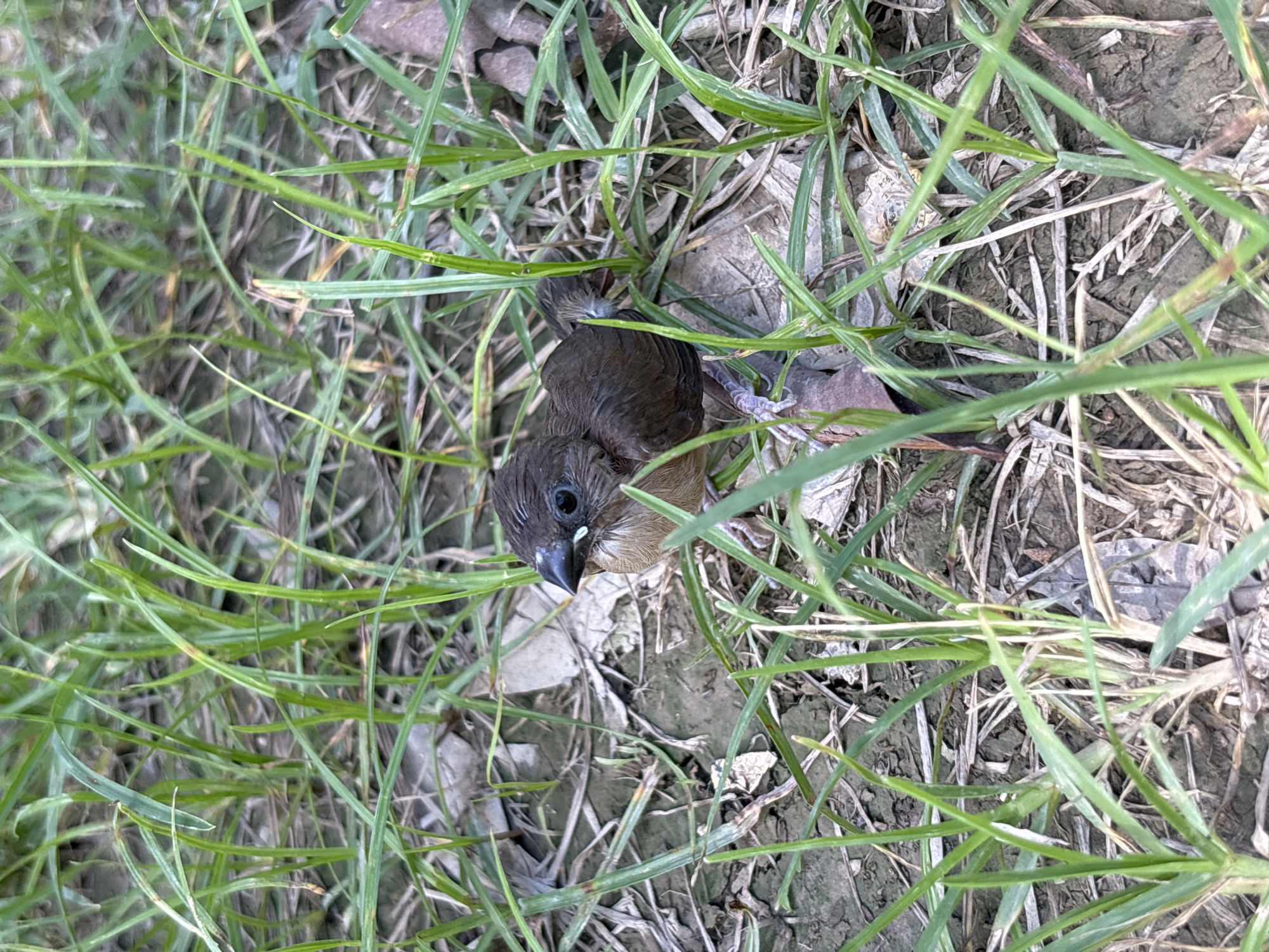 A small, brown bird lies in a patch of green grass mixed with dry, brown grass and dirt. The bird has a dark brown head and back, with a lighter brown breast. It is partially concealed by the grass. The scene is located in Pecatu, Indonesia.