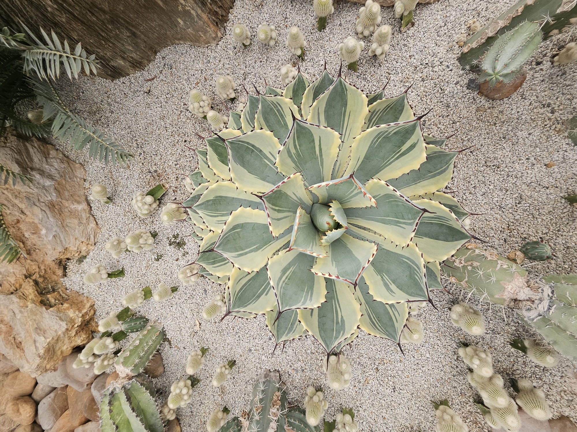 An overhead shot captures a variety of succulents and cacti arranged in a sandy garden bed with scattered rocks and larger stones. The central focus is a large, variegated agave plant with broad, pointed leaves featuring alternating bands of dark green and pale yellow. Surrounding the agave are numerous smaller, fuzzy white cacti with visible spines, appearing to grow in clusters. To the left, a portion of a ribbed green cactus with sharp spines is visible, along with other desert plants. The background consists of large, rough-textured rocks in shades of brown and tan, and some feathery green foliage is present at the top. The scene depicts a curated desert garden environment, likely within a botanical garden or a specialized nursery, in Tambon Na Chom Thian, Thailand. There are no people or animals visible in the image.