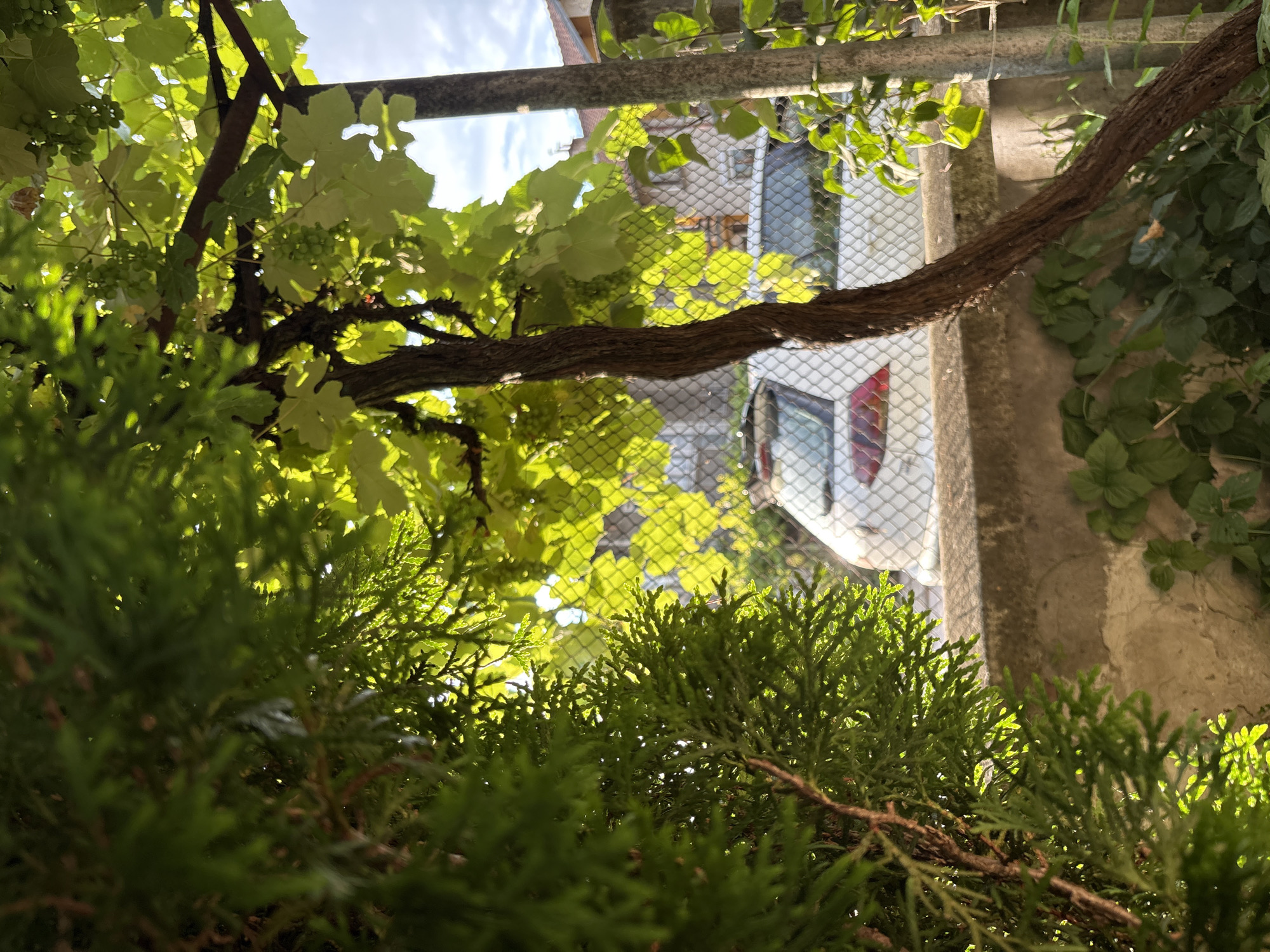 In Oreshak, Bulgaria, the image captures a sun-drenched scene viewed through lush green foliage. In the foreground, a dark, textured tree trunk, possibly a grape vine, curves diagonally from the lower left towards the upper right. Its branches are adorned with clusters of green grapes and broad, light-green leaves, backlit by the sun. To the left, a dense, feathery green bush partially obscures the view. Beyond the vine and a chain-link fence, a white car is parked. The fence creates a patterned backdrop against a background of residential buildings with red-tiled roofs, suggesting a suburban or village setting. The ground is covered with various green plants, and a concrete wall runs horizontally across the mid-ground. The overall impression is one of natural growth and dappled sunlight in a domestic outdoor space.