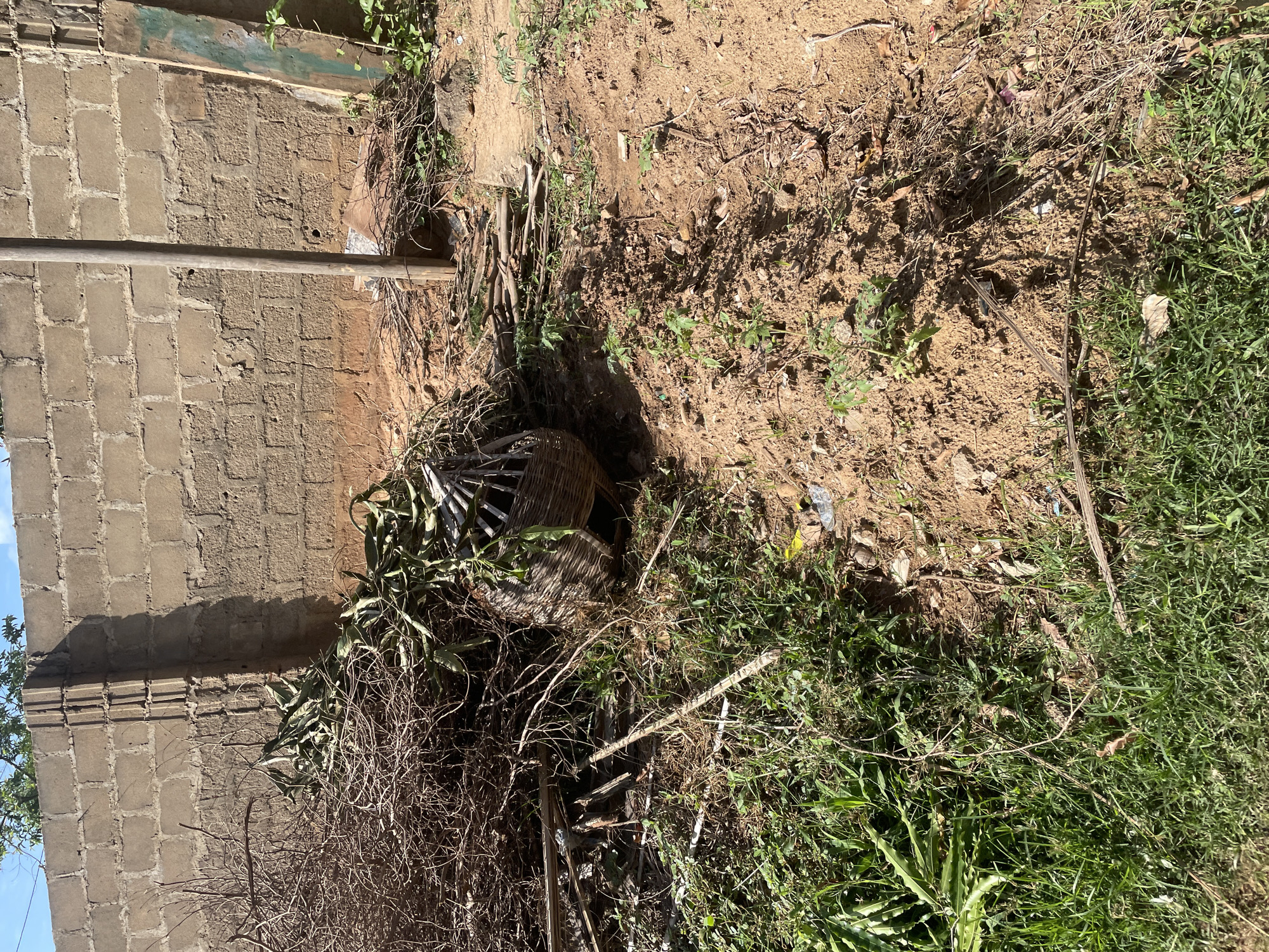 This image, captured in Narayi, Nigeria, presents an outdoor scene featuring an unkempt area adjacent to a concrete block wall. The background consists of a weathered, light brown concrete block wall, unpainted, with a segmented vertical concrete pillar on its left side. Sunlight from the right casts prominent shadows on the wall. Above the wall, a clear blue sky is visible, with hints of green foliage from distant trees. In the midground, a large accumulation of dry, tangled branches and sticks is situated on the left, next to a smaller pile of broad, dried green leaves. A partially broken wicker basket lies on its side among this organic debris. To the right, a tall, slender wooden pole is vertically embedded in the ground, positioned against the concrete wall. The ground in the midground and foreground is a mix of reddish-brown soil and irregular patches of green grass. Numerous small green plants or saplings, some with serrated leaves, are scattered across the bare soil sections. Additional details include scattered small sticks, dried leaves, and a crumpled yellow plastic item on the ground. The scene is devoid of human presence, actions, or direct interactions.