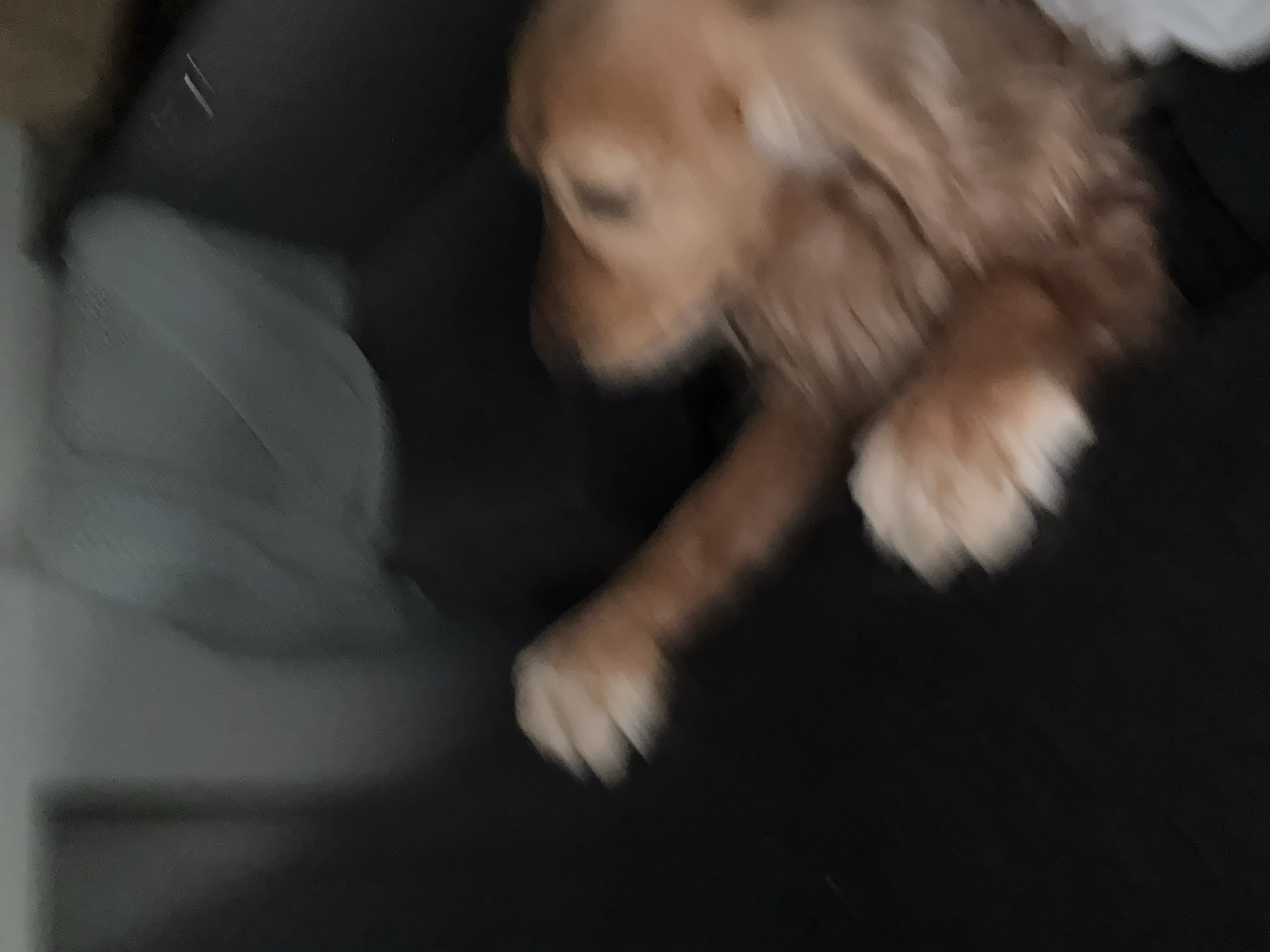 The image shows a blurred close-up of a golden-colored dog lying on a dark surface, possibly a couch or bed. The dog's head is visible in the upper right portion of the frame, and its paws are in the lower left. The background is dark and out of focus, with a hint of a light-colored, soft object in the upper left. The lighting is dim. The location is not identifiable from the image.