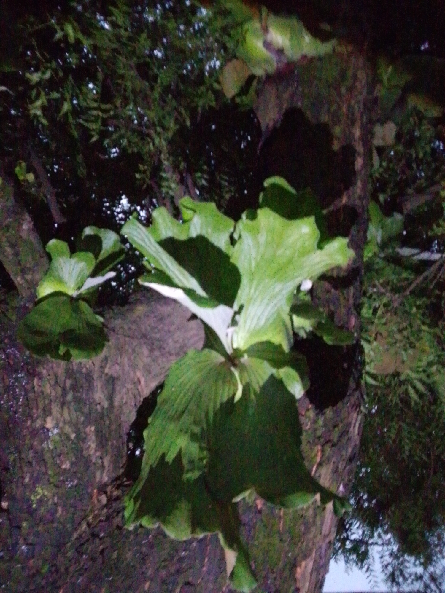 The image shows a close-up of a staghorn fern plant growing on the trunk of a large tree. The fern has large, paddle-shaped fronds that are a vibrant green color. Some of the fronds are upright, while others are drooping. The tree trunk is rough and textured, and it appears to be covered in moss or lichen. In the background, there are dark green leaves and branches, suggesting a dense foliage environment. The lighting is dim, and the overall impression is one of natural growth and lushness. This scene is likely located in the city of Serti, Nigeria, within a natural or semi-natural area that supports the growth of such epiphytic plants.