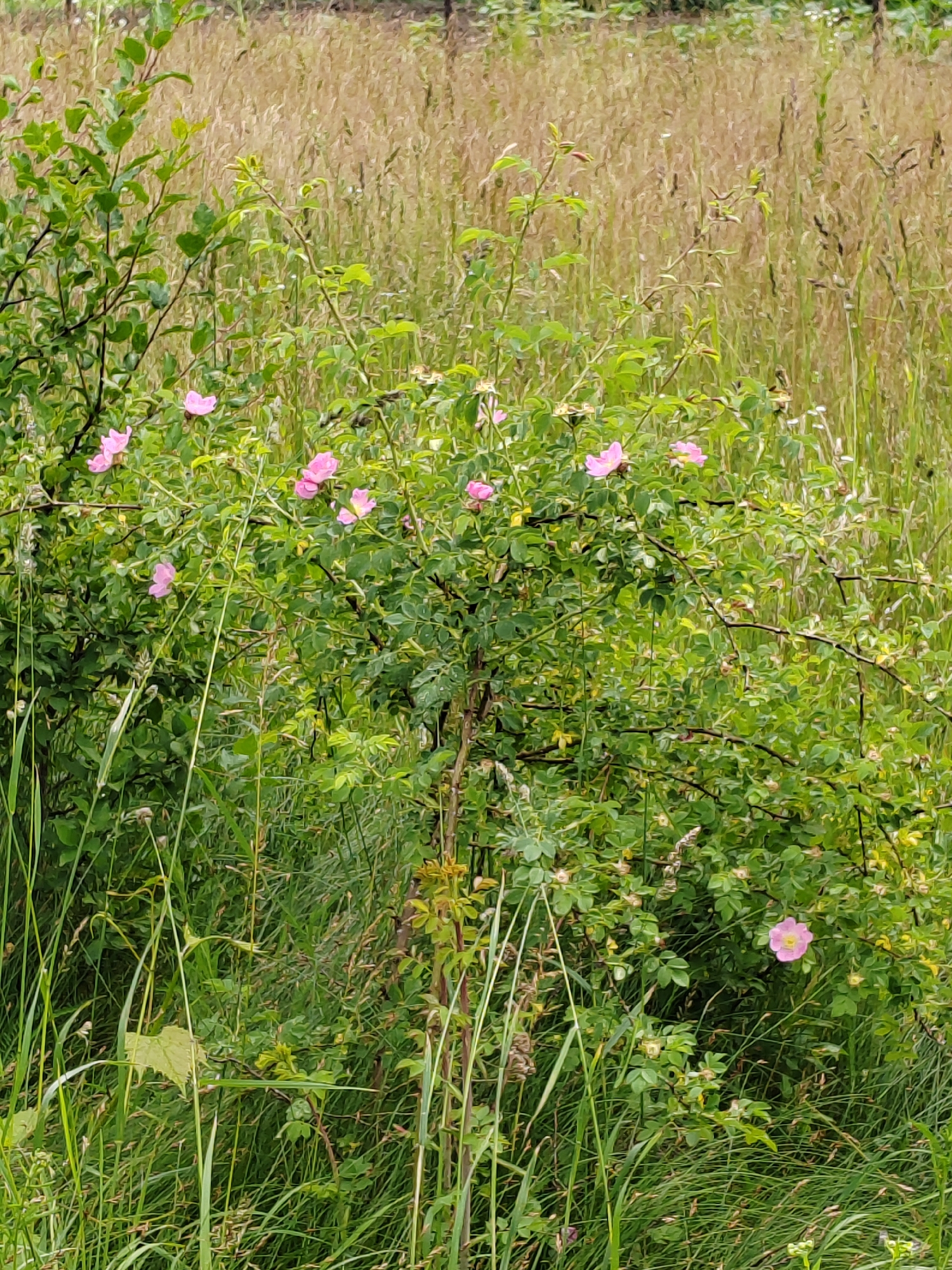 A bush with pink flowers and green leaves is in the foreground, surrounded by tall dry grass. The scene appears to be in a natural environment, possibly a field or meadow. The location is identified as Воўчынскі сельскі Савет, Belarus. There are no people or animals visible in the image.
