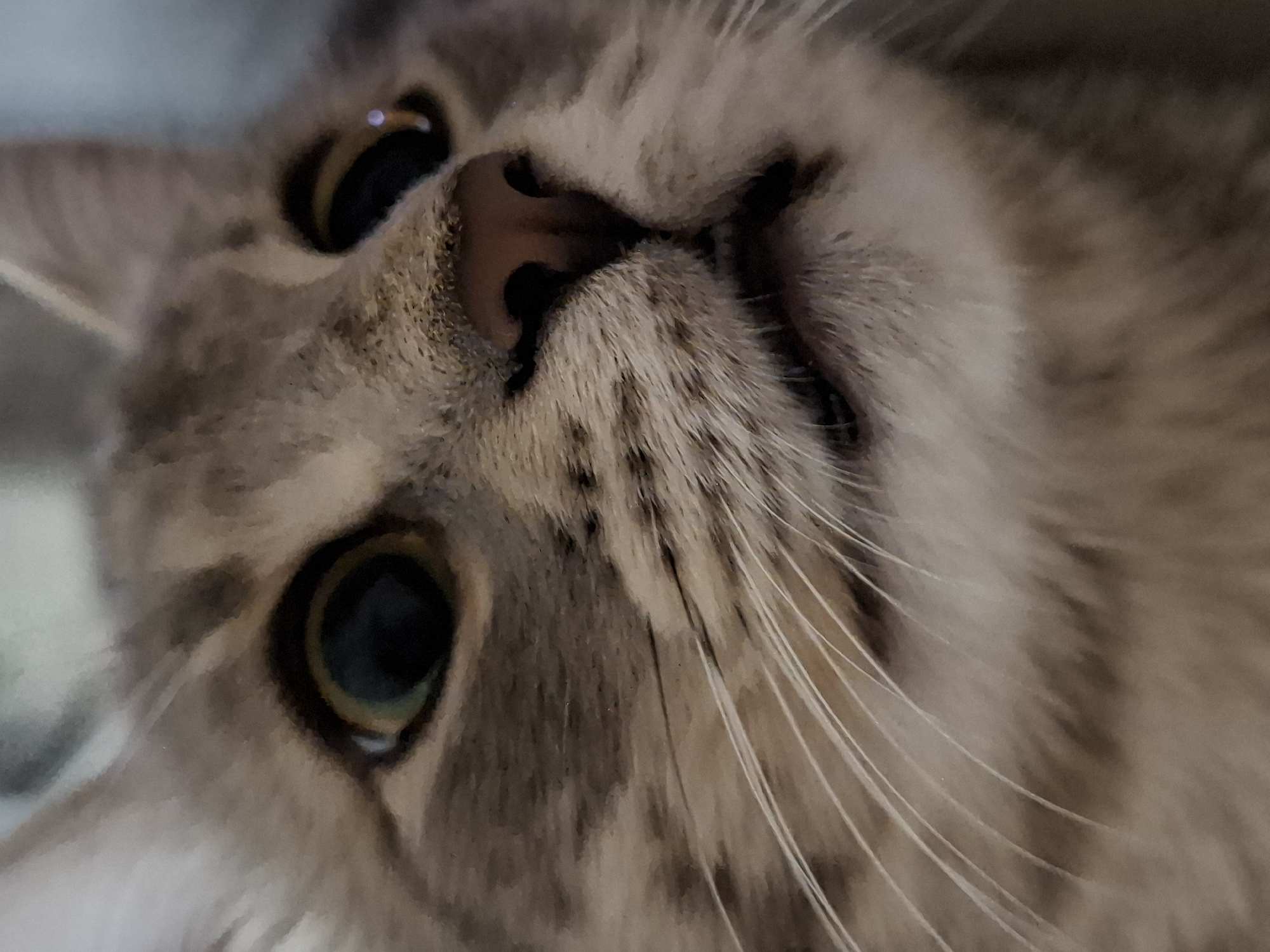 The image presents a close-up, diagonal portrait of a domestic cat's face. The cat features tabby fur in shades of grey, brown, and cream, with distinct stripes and patterns visible across its forehead and cheeks. Its prominent, large, round eyes are a striking yellow-green with dark, dilated pupils, each reflecting a bright, single light source. A pinkish-brown nose with clearly defined nostrils is centered in the upper part of the face. Numerous long, white whiskers fan out from the cat's muzzle, adding to the textural detail. The cat appears to be looking directly or slightly upwards, conveying an attentive and curious expression. The focus is sharp on the cat's features, with a shallow depth of field blurring the background into soft, indistinct tones. No specific time of day, weather, or location cues are visible within the image, beyond the implied indoor setting. There is no visible text.