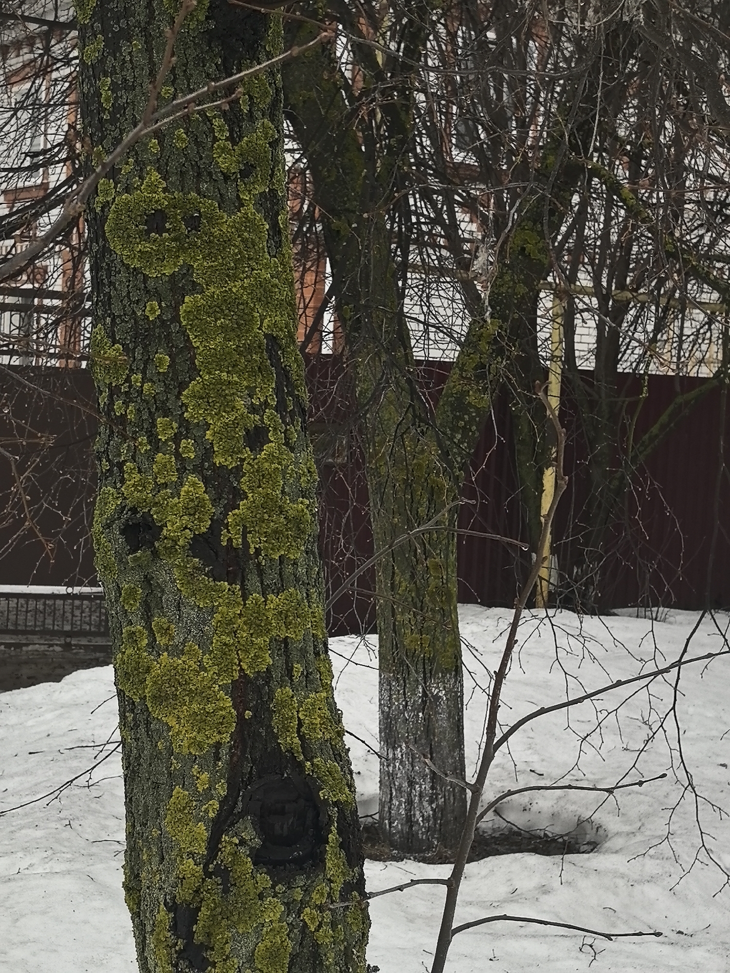 The image depicts a winter scene in what appears to be a park or yard, potentially in Sergach, Russia. Snow covers the ground. Several trees are present; one in the foreground is prominently covered in a green or yellow lichen growth. Another tree behind it has its lower trunk painted white. The trees are bare of leaves, and their branches form a dense network. A brown fence is visible in the background, and a brick building can be seen through the trees on the left side. The overall scene suggests a cold, overcast day. There are no people visible.