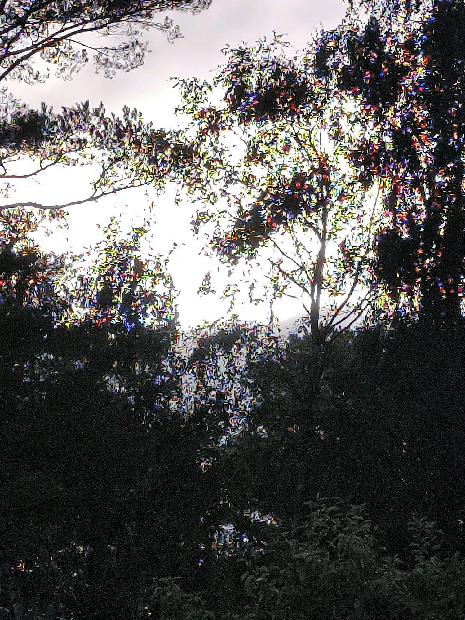This image captures a sunlit canopy of trees, with branches and foliage silhouetted against a bright sky. The leaves and branches are illuminated by the sun, creating a dappled effect with vibrant, almost iridescent colors due to light refractions or a processing effect. The foreground is dominated by dark, dense foliage, suggesting a thick growth of trees or bushes. The overall impression is one of nature, with light playing a significant role in the visual texture and color palette. The image does not contain any people, discernible structures, or clear signs of human activity. The location is given as Dercekliai, Lithuania.