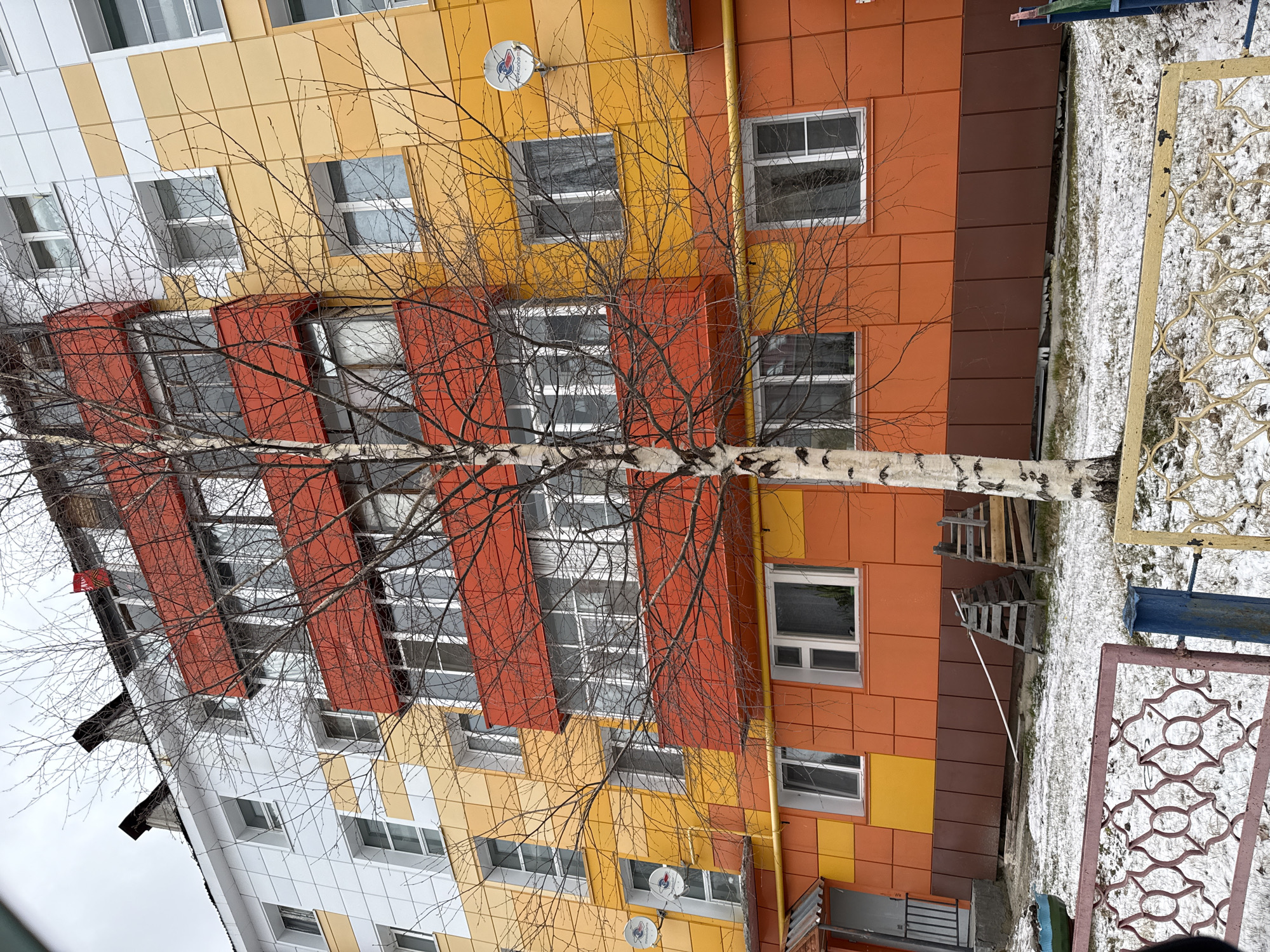 The image shows a multi-story building in Beloyarsky, Russia, characterized by its brightly colored facade of orange, yellow, white, and red panels. The building appears to be residential, with numerous windows visible. A bare birch tree stands in front of the building, its branches obscuring parts of the facade. The ground has patches of snow, suggesting it is winter or early spring. There are some man-made structures (possibly playground equipment) and steps near the bottom of the image. The image seems to be taken at an angle, looking upwards at the building.