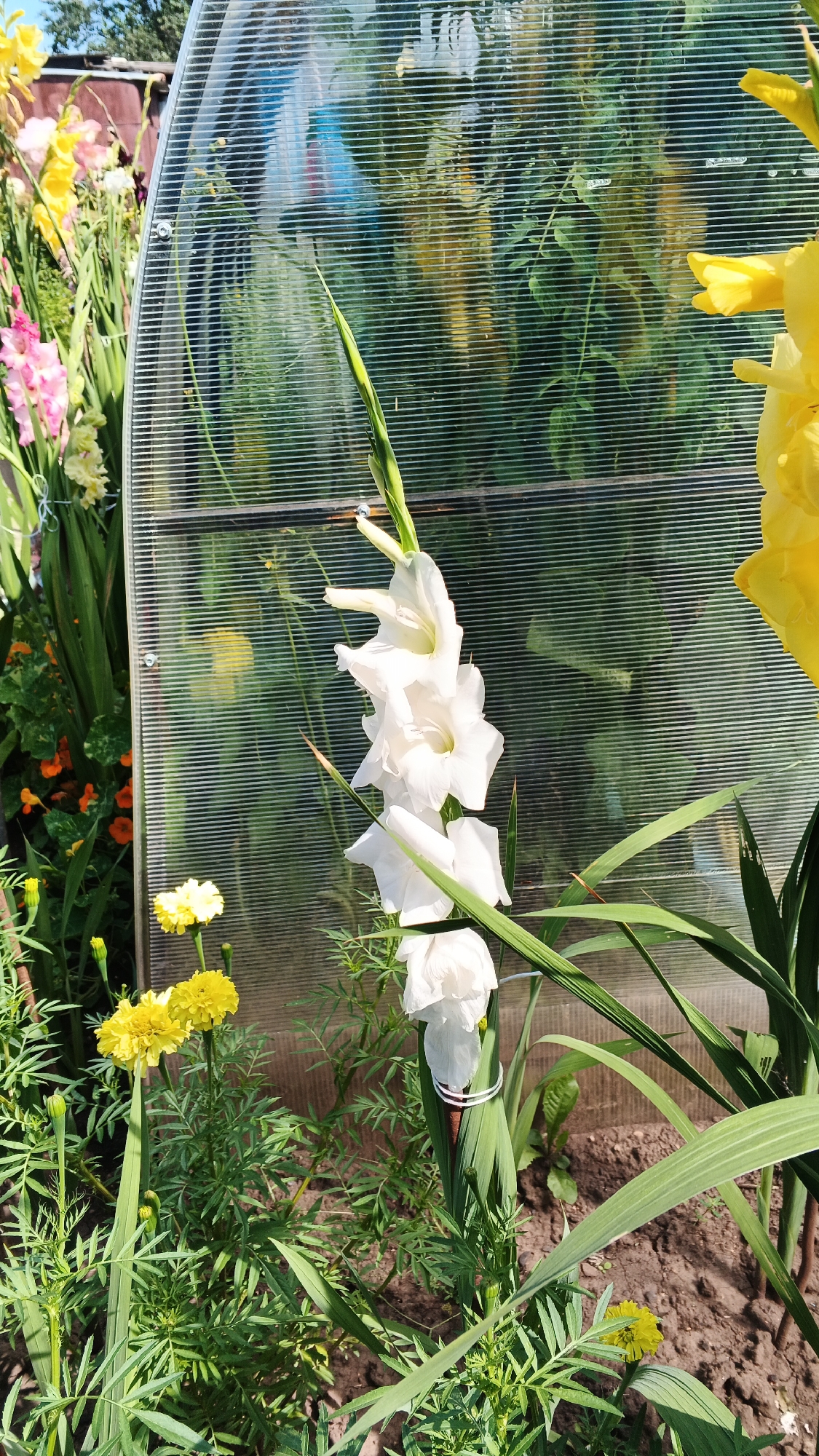 In the village of Podgornoye, Russia, a greenhouse with a corrugated polycarbonate exterior stands as a backdrop to a garden. In the foreground, a white gladiolus flower stands tall, its petals unfurling in the sunlight. To its left, vibrant yellow marigolds bloom, their cheerful faces turned towards the sky. Behind the gladiolus, a tall yellow gladiolus flower peeks out, adding another splash of color to the scene. The greenhouse itself is filled with lush green foliage, its transparent walls allowing the sunlight to dapple through. The ground beneath the flowers is rich, dark soil, indicating a well-tended garden. The overall impression is one of natural beauty and vibrant life, a testament to the fertile land of Podgornoye.