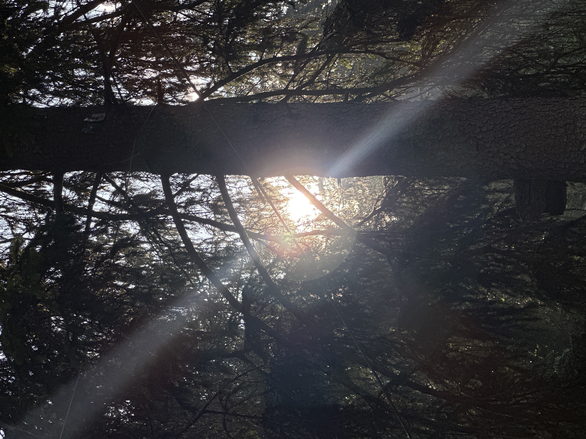 The image captures a sun-drenched forest scene with strong rays of light piercing through dense evergreen branches. A thick tree trunk dominates the right side of the frame, its bark textured and dark. The sun, partially obscured by the foliage, creates bright beams that cut across the image, illuminating dust or moisture particles in the air. The background consists of more trees and branches, creating a deep, shadowy effect broken by the intense sunlight. There are no people or animals visible in the image, and no specific elements suggest a particular location within the city of Borno, Italy. The scene is purely a natural outdoor environment.