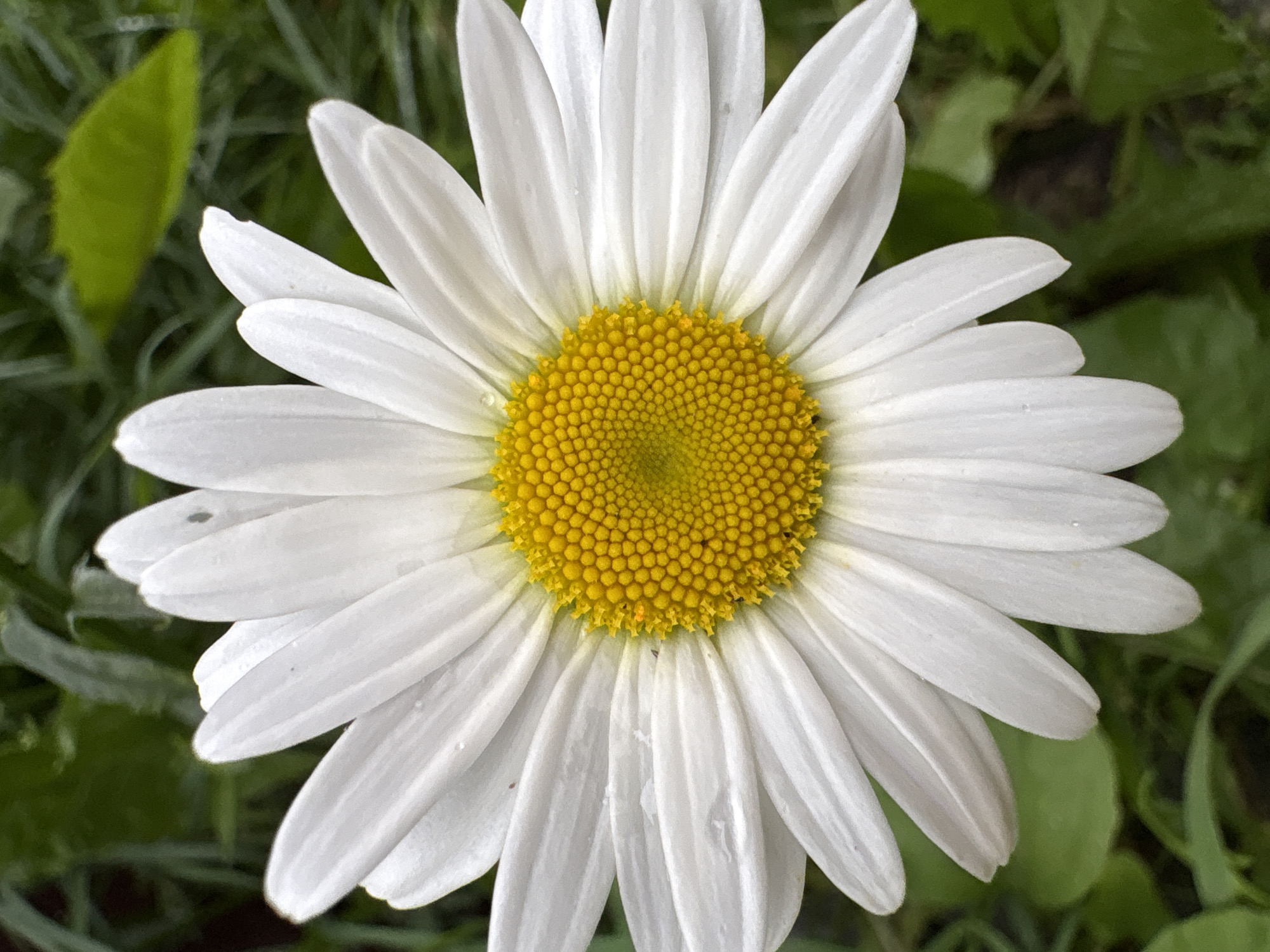A close-up, overhead shot captures a white daisy with a bright yellow center. The flower's petals are broad and slightly cupped, showcasing a few tiny water droplets and subtle imperfections on their surface. The textured yellow center is densely packed with small florets. The background is a blur of green foliage and hints of darker, out-of-focus elements, suggesting an outdoor natural setting. The image does not provide any information about the city of Ветлужский, Russia, or its inhabitants.