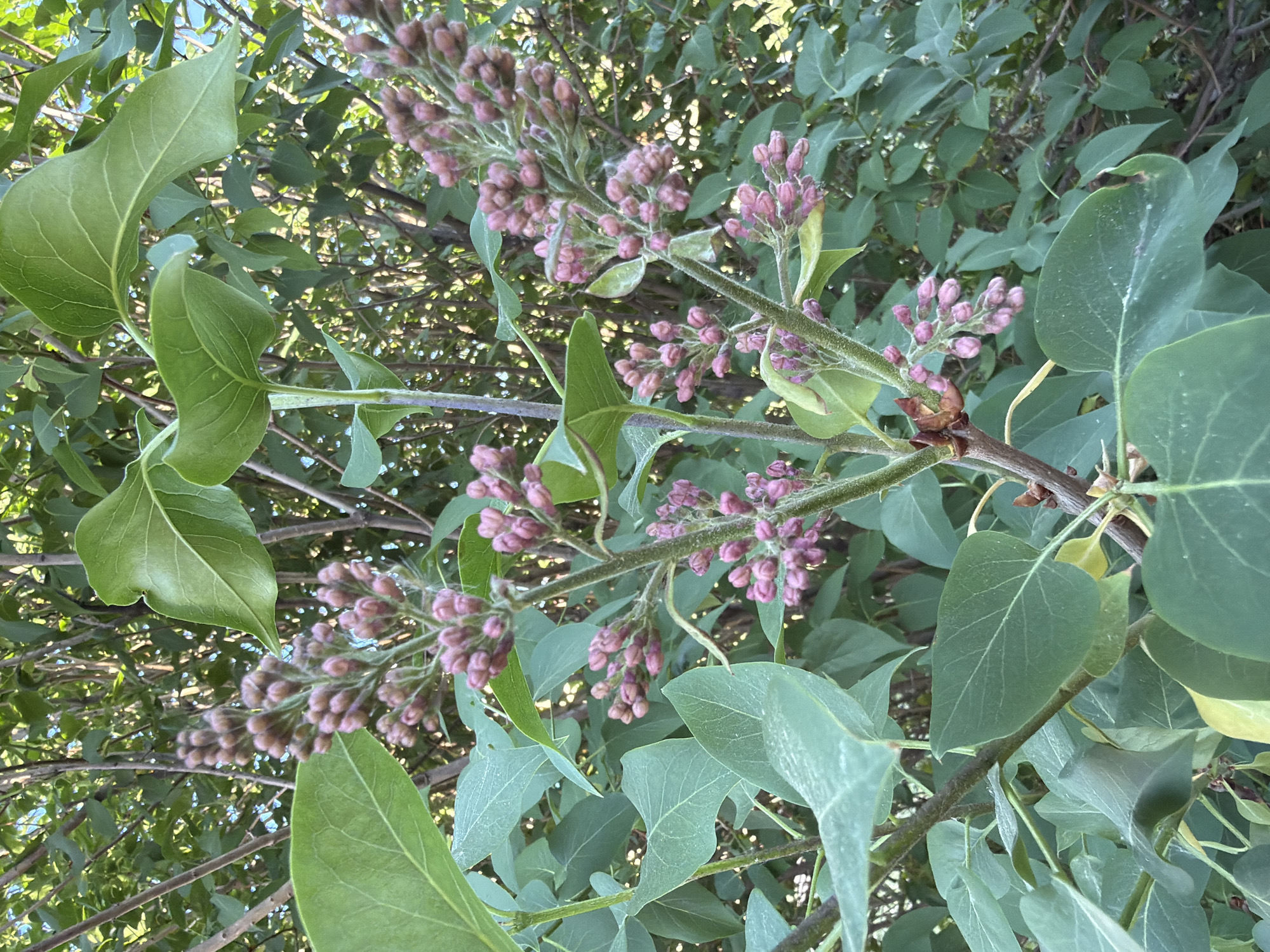 The image depicts a branch of a lilac bush in bloom. The blossoms are a light purple color and are still in the bud stage. The leaves are green and heart-shaped. The background is a blur of green leaves and branches. There are no people present in the image. The photograph appears to have been taken outdoors in daylight. The location in Bolsheustyikinskoye, Russia cannot be verified from the image alone.