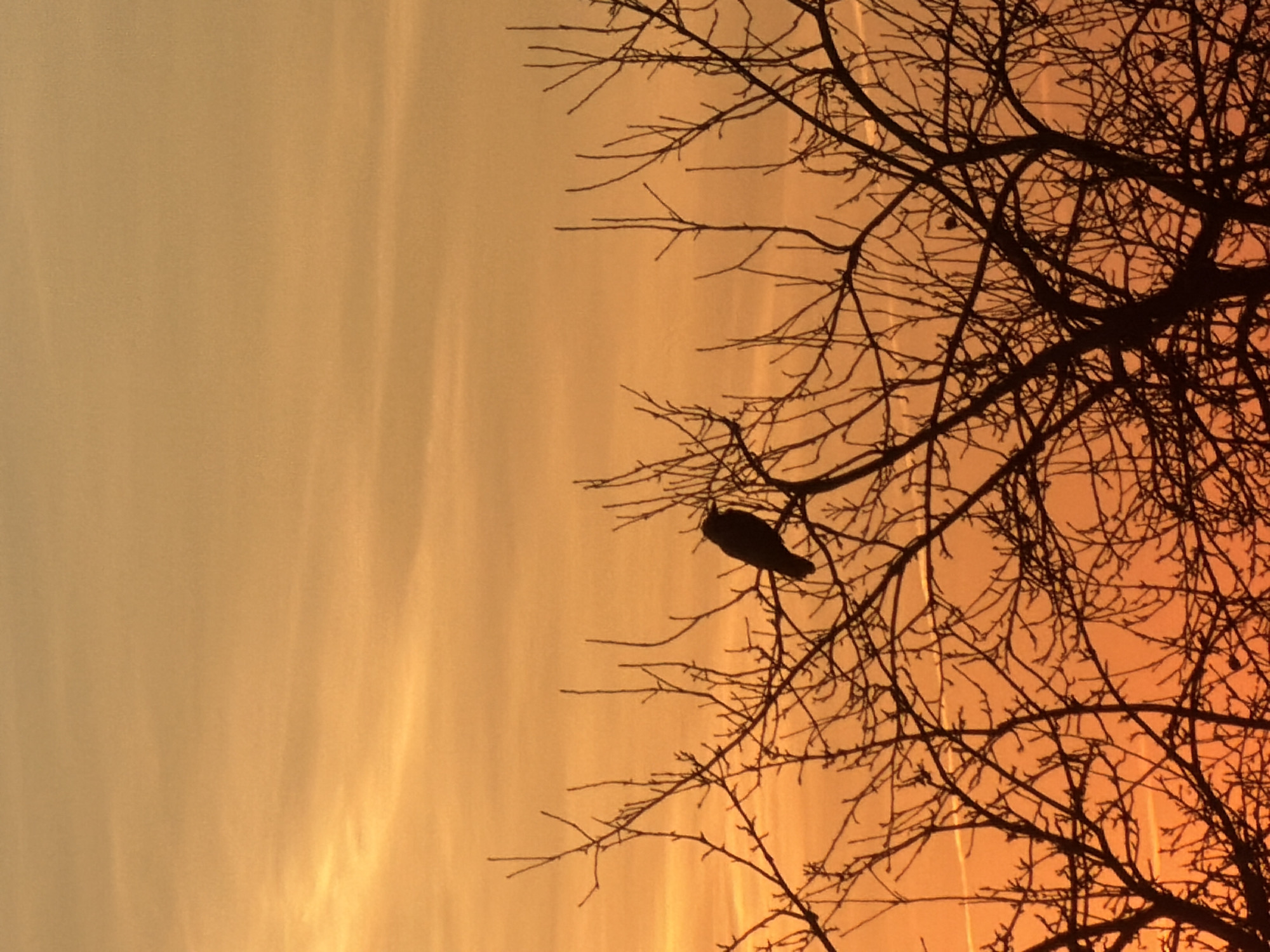 The image depicts a silhouette of a bird perched on a bare tree branch against a colorful sky, ranging from pale yellow to orange, likely taken at sunset or sunrise. The tree branches are intricate and dark against the bright background. The location is unspecified within the city of Chaikovsky, Russia.