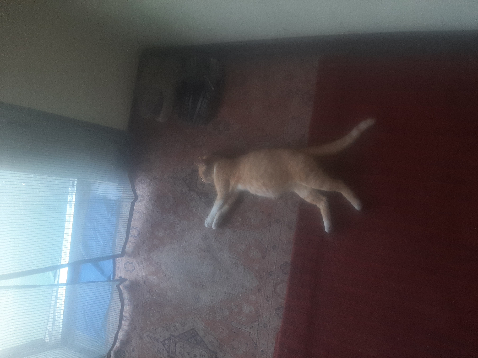 An orange tabby cat is lying on its back on a patterned rug. The cat's belly is exposed, and its paws are splayed upwards. The cat appears to be sleeping or resting. The background consists of a red carpet and a window with a light blue curtain. The image is taken from a high angle, looking down at the cat. The location is not specified in the image or surrounding data.