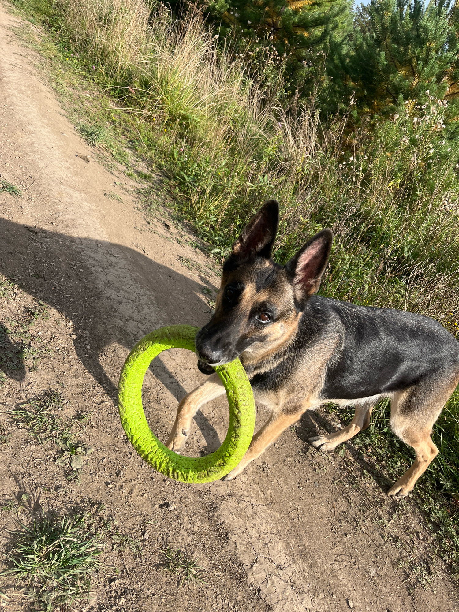A German Shepherd dog stands on a dirt path, holding a bright green circular toy in its mouth. The dog is facing the viewer, with its head turned slightly to the right. Its ears are pricked up, and its eyes are looking forward. The dog's fur is a mix of black, tan, and brown. The path is surrounded by dry grass and some green vegetation, with trees in the background. The sun is casting a shadow of the dog on the path. The location is not specified in the image.