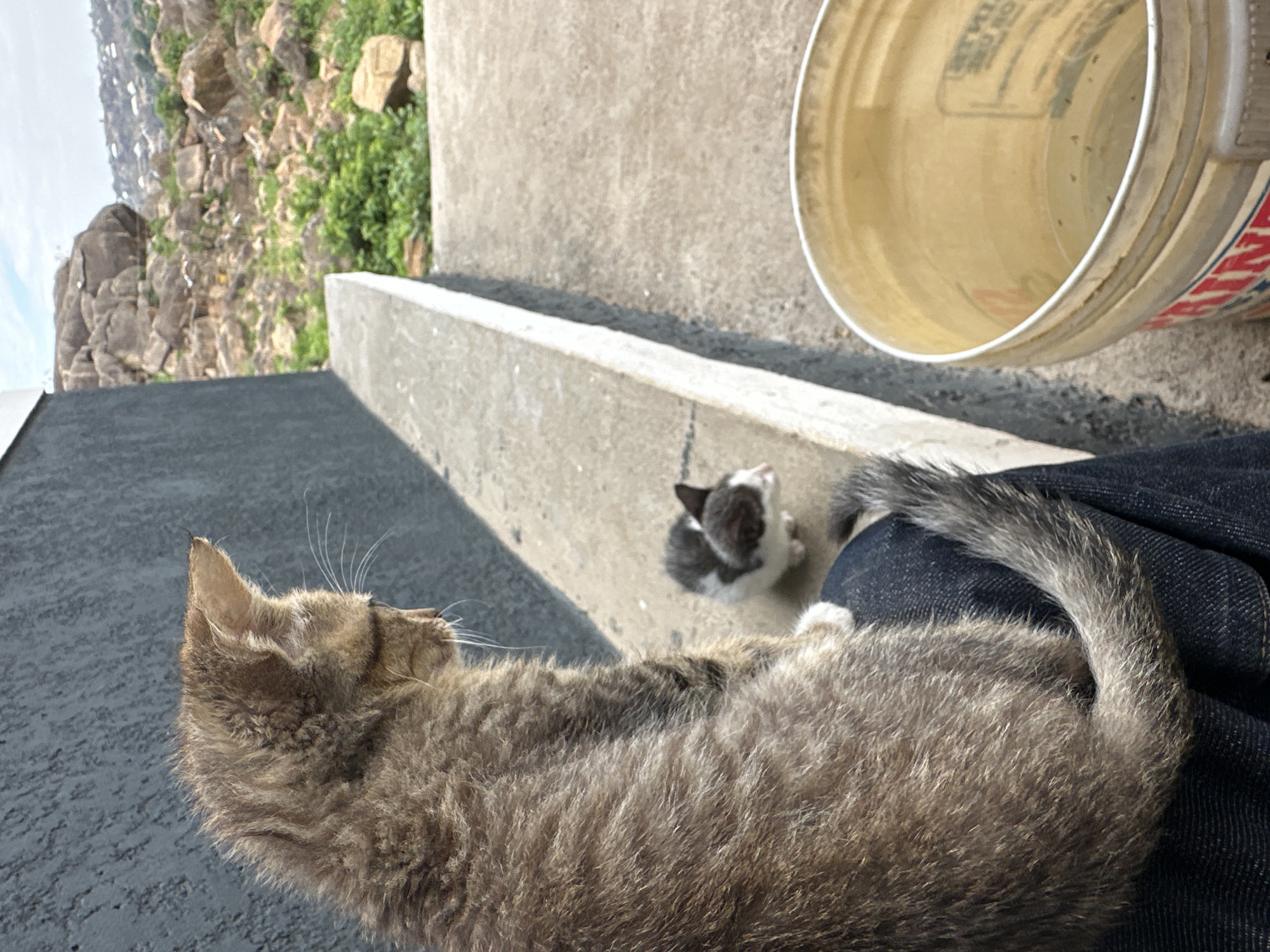 This outdoor image, captured in the city of Jos, Nigeria, features two felines and a partial human presence within a rugged, semi-urban landscape.
In the foreground, a large tabby cat with brown and grey patterned fur is seated with its back to the viewer, positioned on a lap clad in dark blue denim jeans. The cat's head is sharply turned to the right, its profile visible as it gazes downwards and towards the right. Its right ear is erect, and prominent white whiskers extend from its muzzle. One white-tipped front paw is visible resting on the denim, and its bushy, striped tail is curled over the left thigh.
A smaller kitten, predominantly white with distinct dark grey/black patches on its head and back, stands on the light grey concrete ground in the mid-ground, slightly to the right of the larger cat. The kitten faces generally towards the right, with its head slightly tilted towards the camera.
The foreground ground consists of a dry, light grey concrete surface. A concrete ledge or barrier, also light grey with a visible white edge on its left side, runs horizontally across the mid-ground, casting a shadow beneath it.
In the lower right foreground, a translucent, light yellow/cream plastic bucket contains a shallow amount of water with small dark specks floating on its surface. Partial red and blue text, including the word "PAINT," is visible on the bucket's side, and a grey handle is attached to its right.
The background reveals a rugged, hilly landscape characterized by numerous large, dark grey boulders and sparse green vegetation. In the distant hills, scattered light-colored buildings indicate a populated area. To the far left, a textured, dark grey wall of a building or structure is visible. The sky is partially visible above the hills, appearing light blue with some white cloud cover. The scene is brightly illuminated by natural sunlight, creating distinct shadows.