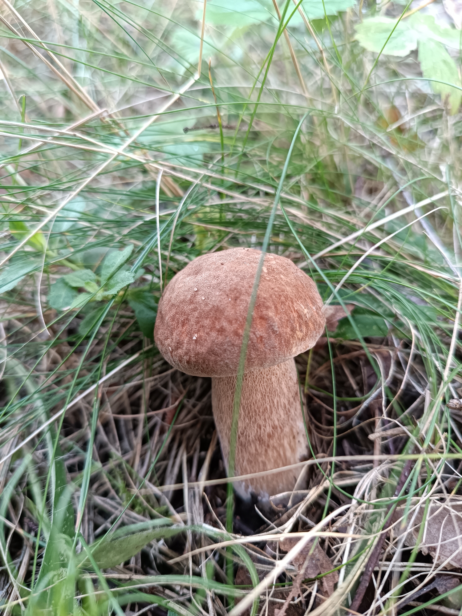 A close-up, eye-level shot shows a single, brown-capped mushroom growing in a patch of dry grass and green foliage. The mushroom is positioned slightly off-center to the right, with its cap convex and speckled with tiny water droplets. Its stem is thick and fibrous, appearing light brown. The background is a blur of green leaves and dry grass stems, suggesting a natural outdoor environment. The image was taken in Bykovo, Russia.