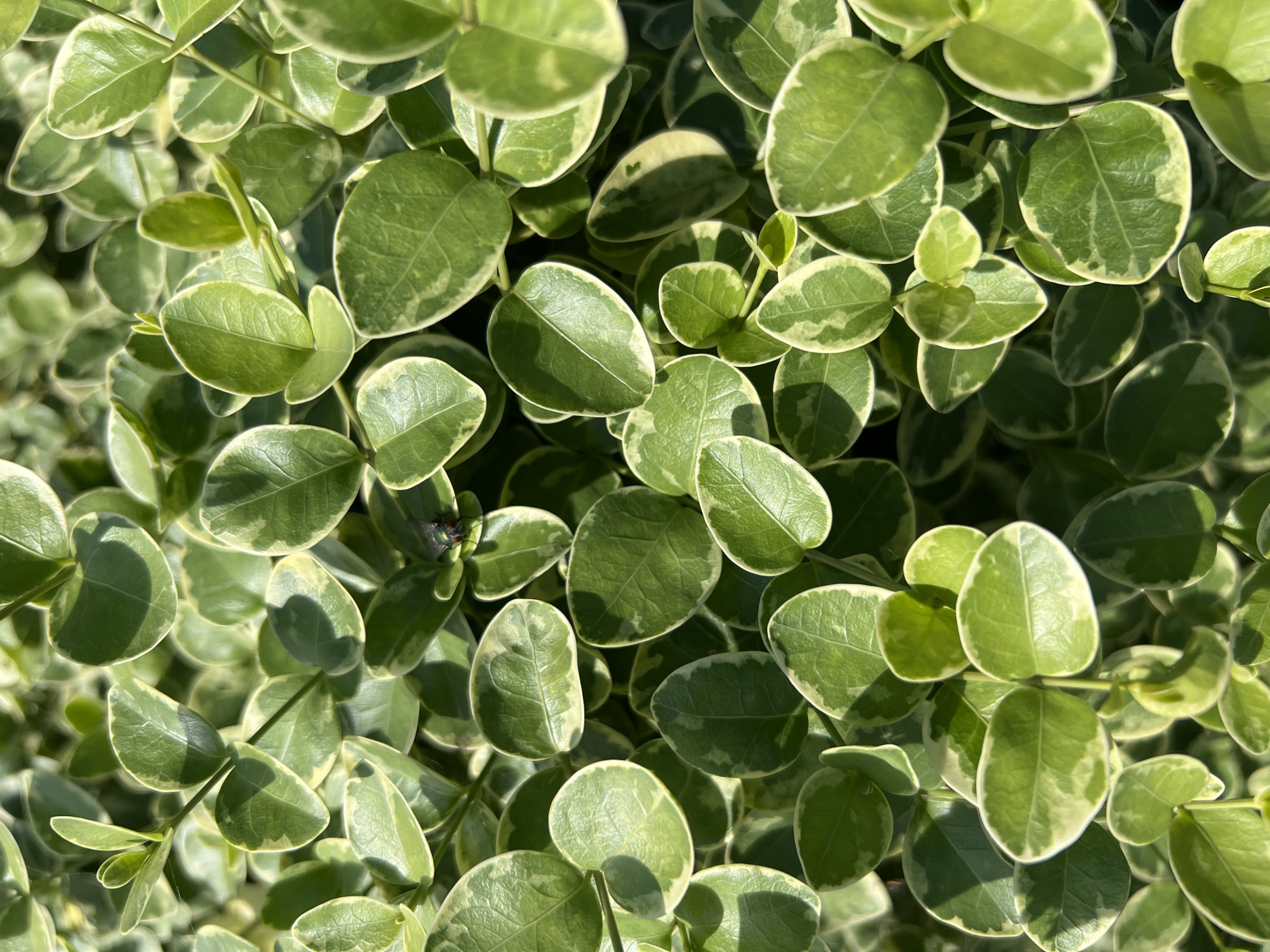 The image is a close-up, top-down view of a dense cluster of variegated green leaves, possibly a ground cover plant. The leaves are oval-shaped with a glossy texture and a light green to creamy white border. Sunlight casts dappled shadows across the foliage, creating a textured pattern of light and dark green. In the upper center of the image, a small, dark insect, possibly a fly, is visible resting on a leaf. The background is a blur of more green foliage. The scene appears to be an outdoor natural setting, possibly a garden or park, in Калодзежскі сельскі Савет, Belarus.