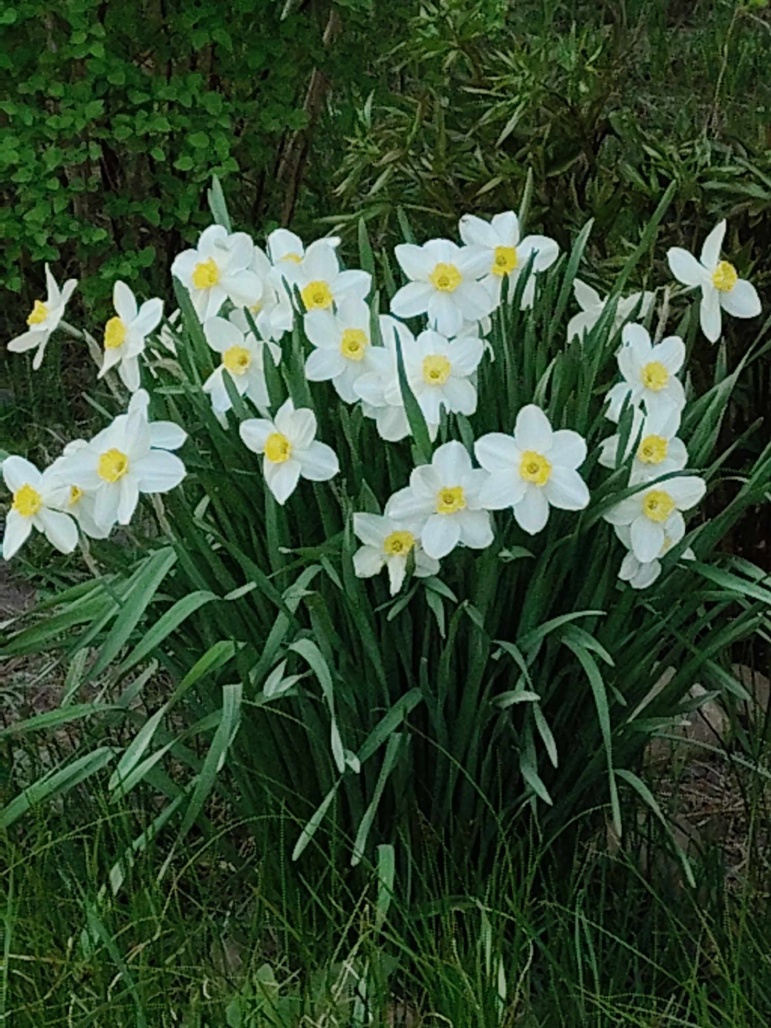 The image shows a cluster of white daffodils with yellow centers growing in a garden or yard. The background includes green grass and foliage. The location is not specified.