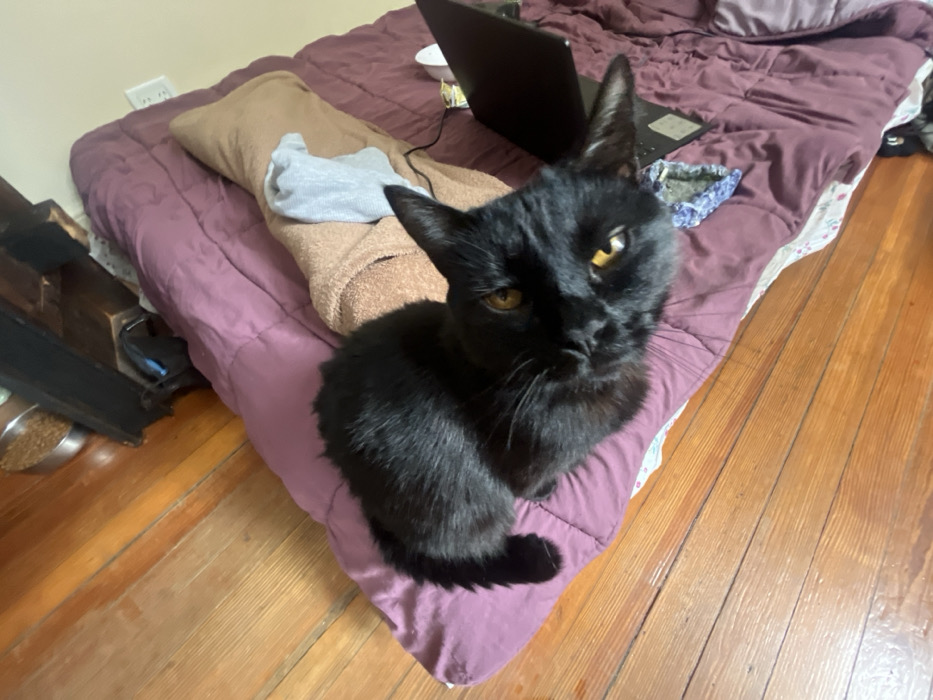 The scene depicts an indoor domestic environment. A black domestic short-haired cat with prominent amber eyes is centrally positioned, resting on a quilted maroon comforter. The cat's body is oriented towards the upper left of the frame, with its head turned upwards, looking slightly to the viewer's right. To the cat's right, on the same comforter, a beige blanket is visible, partially obscured by a folded grey fabric. A black laptop, partially open, rests on the maroon comforter to the right of the cat's head. The left side and bottom edge of the frame feature a polished wooden floor with distinct planks. In the upper left corner, a metallic pet food bowl containing dry kibble is visible on the wooden floor, adjacent to a dark, possibly wooden, furniture leg. An electrical wall outlet with two receptacles is present on a light-colored wall in the upper right quadrant. No human presence is depicted. The specific location within the city of Buenos Aires, Argentina, cannot be determined from the visual evidence provided.