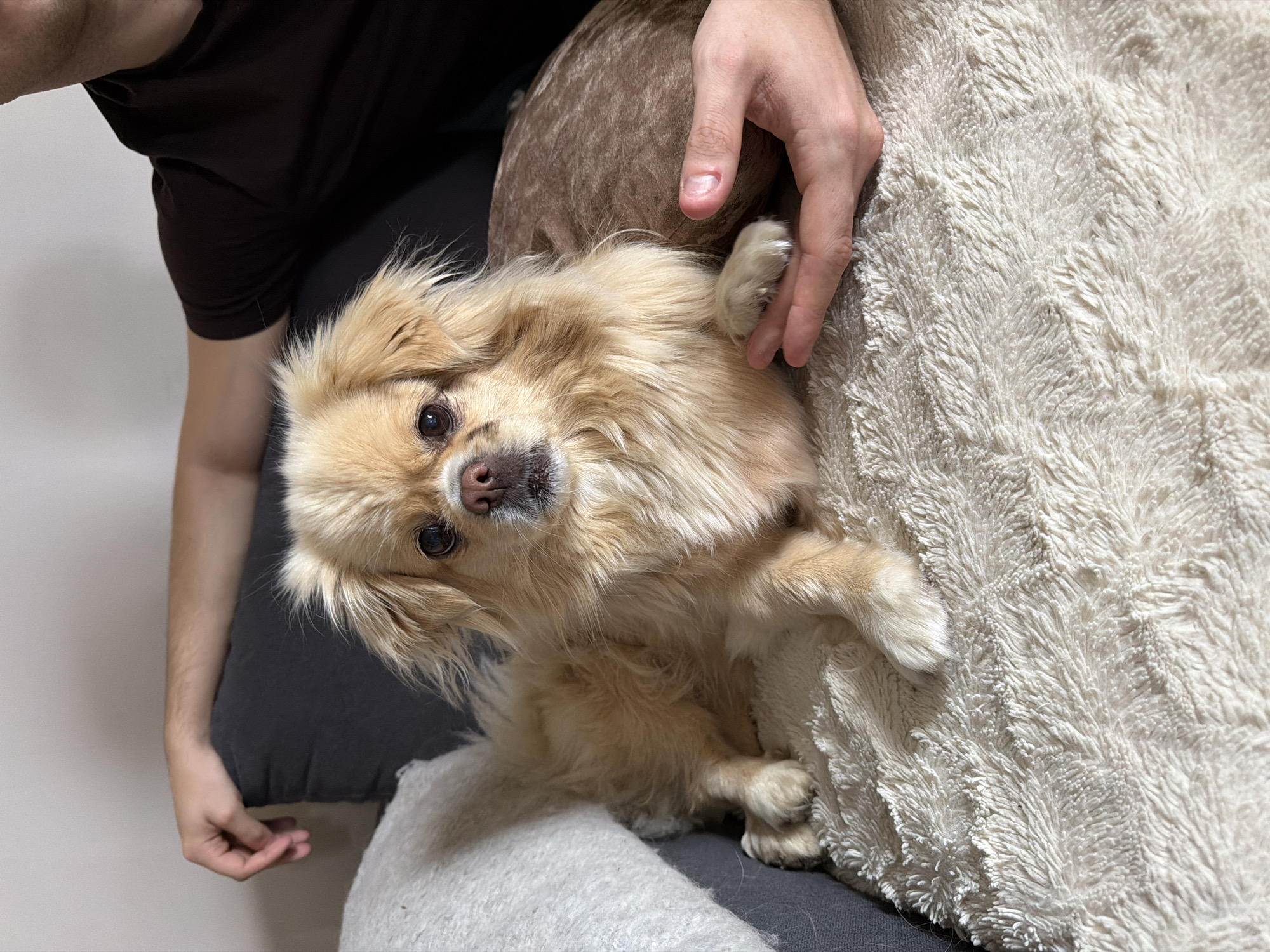 A small, light-colored fluffy dog with dark eyes and a pink nose is lying on a soft, cream-colored blanket. The dog's front paws are resting on the blanket, and its head is turned towards the camera. Partially visible behind the dog are two human arms, one resting on a dark gray cushion and the other gently touching the dog's back. The background is a plain, light-colored wall. The scene appears to be indoors, likely in a domestic setting, with no discernible connection to the city of Harstad, Norway.
