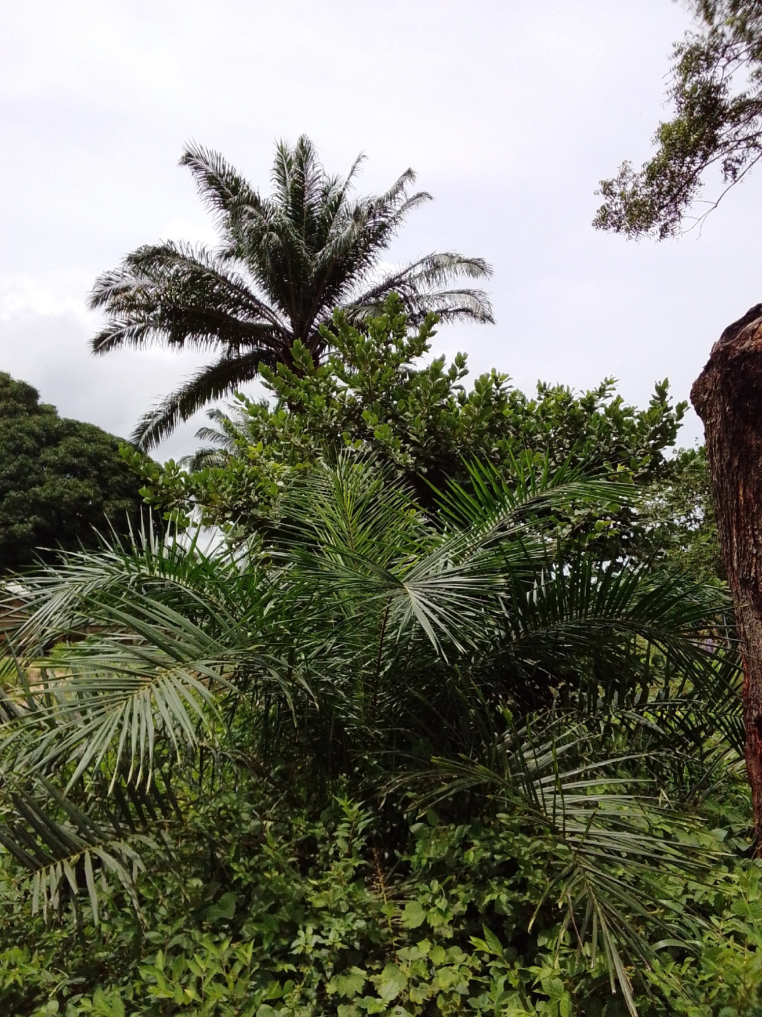 The image depicts a lush, green tropical environment with various types of foliage. In the foreground, several palm fronds are prominently displayed, with some reaching towards the viewer. Behind them, denser green vegetation and the leaves of other trees create a layered effect. To the left, a large tree with dark green leaves is visible. In the background, a tall palm tree with its characteristic fronds extends upwards, partially silhouetted against an overcast sky. To the far right, the rough bark of a large tree trunk is visible, suggesting a natural, outdoor setting. The scene is rich in greenery, indicative of a humid climate, typical of areas like Serti, Nigeria, which is known for its tropical vegetation and agricultural landscape. The image captures a snapshot of the natural beauty of the region, emphasizing the abundance of plant life.