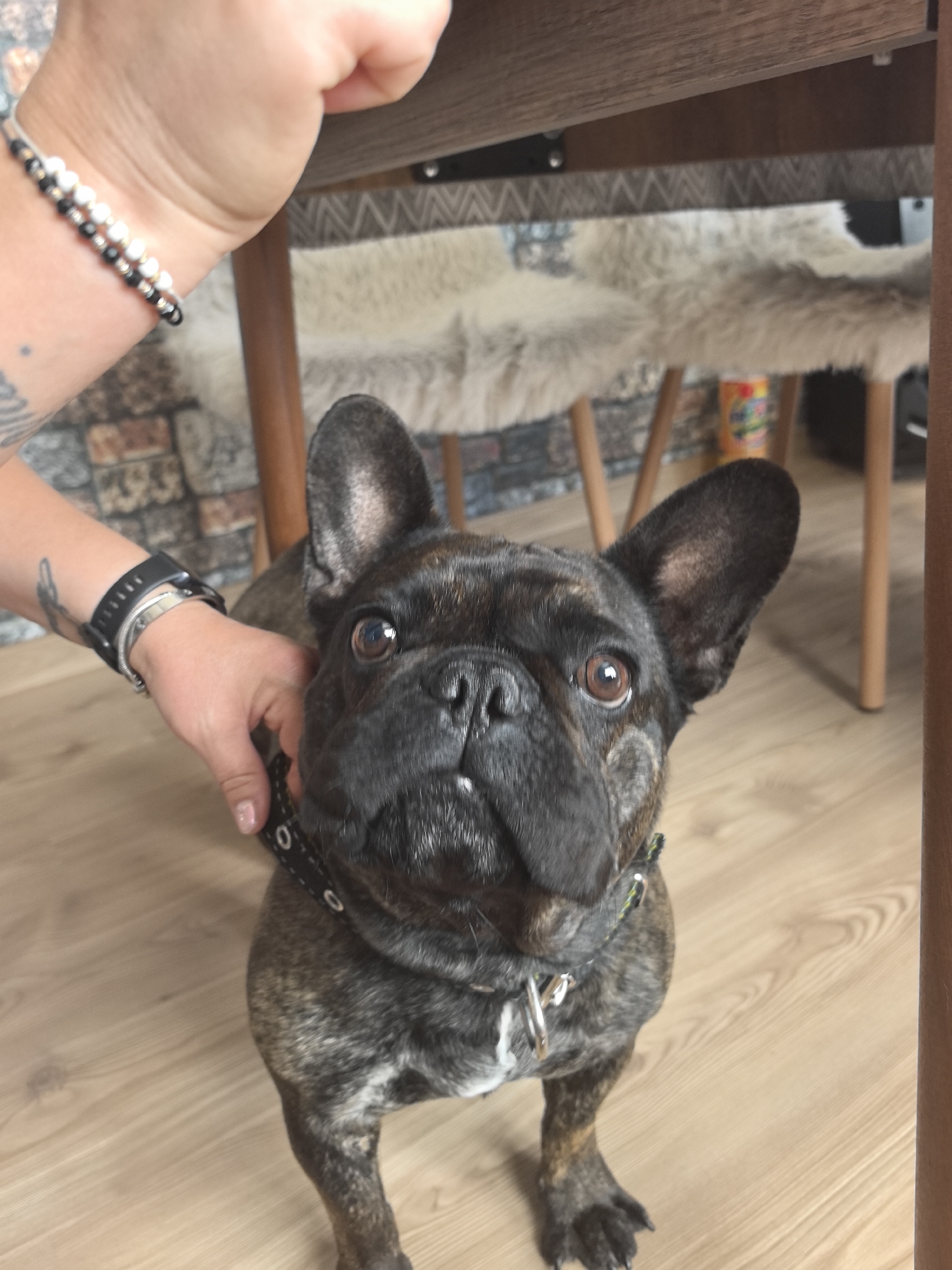 A French Bulldog is looking up at the camera from a wooden floor. The dog has brindle fur and is wearing a black collar with silver studs and a tag. A person's arm, adorned with bracelets and a tattoo, is gently touching the dog's head. The background shows the legs of a wooden table with fluffy seat cushions. The scene appears to be indoors, possibly in a home, with the lighting suggesting daytime. There is no visible text in the image.