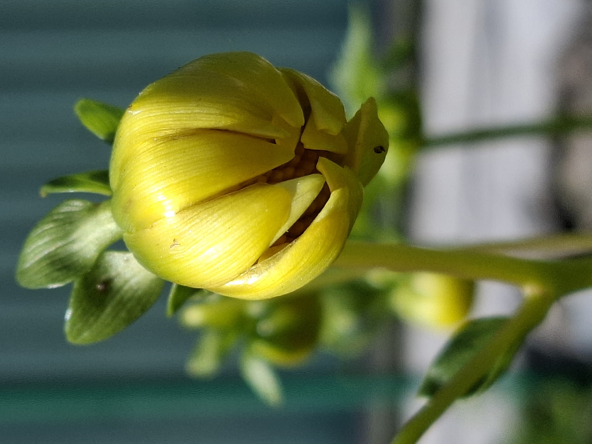 A close-up, vertical shot showcases a partially opened yellow dahlia bud. The bud is the primary focal point, its tightly furled petals displaying a vibrant yellow hue with subtle striations. Several green sepals cup the base of the bud. In the background, out-of-focus elements include more green foliage and a blurred, dark teal surface, possibly a fence or wall. The lighting suggests an outdoor setting, likely during the day, with bright illumination highlighting the bud. The image is set in an unknown location within an unknown city.