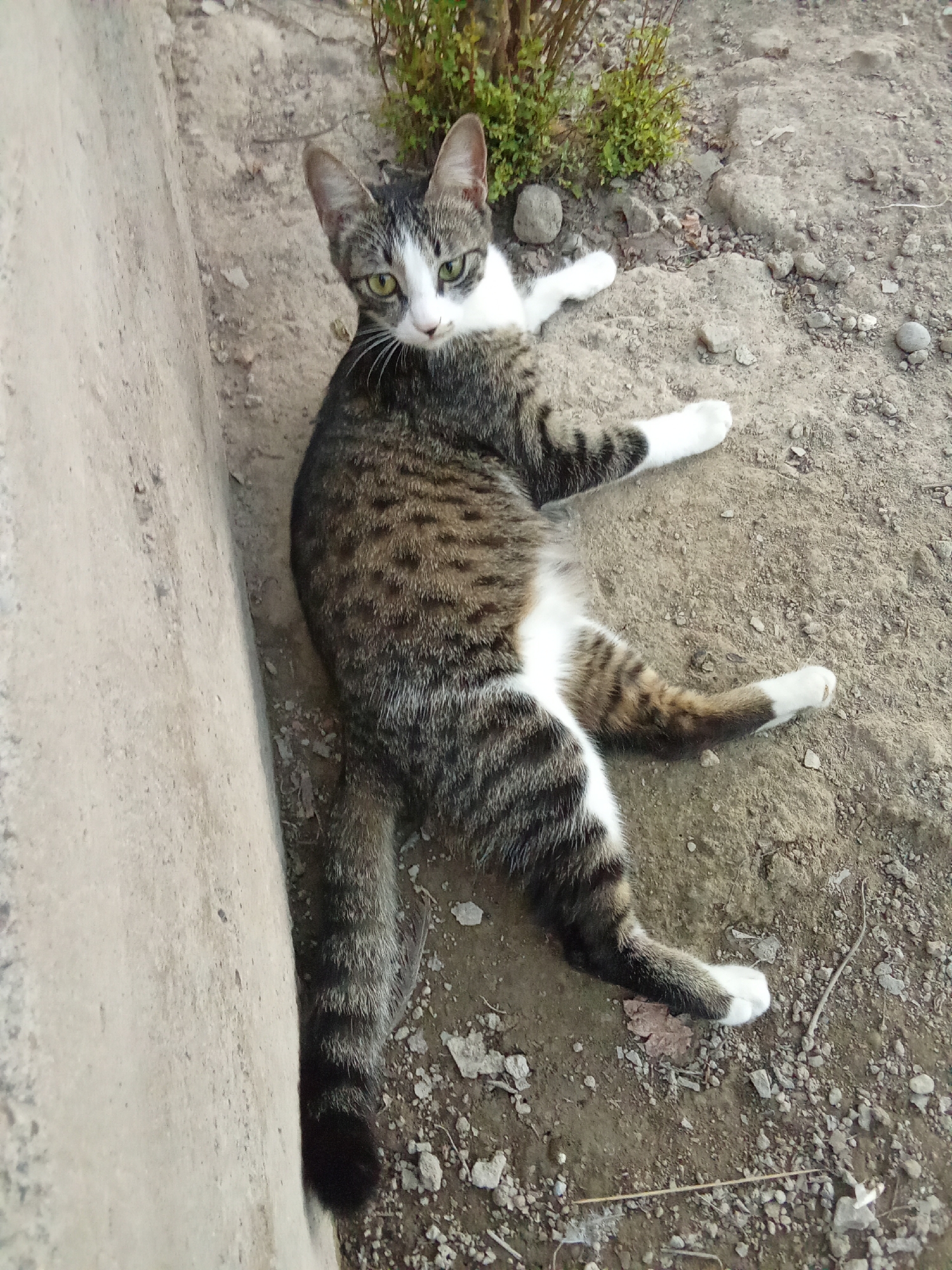 A tabby cat with white markings is lying on its side on a dirt ground next to a concrete wall. The cat is looking towards the camera with green eyes. Green vegetation is visible in the background. The scene appears to be an outdoor environment in Fergana City, Uzbekistan.