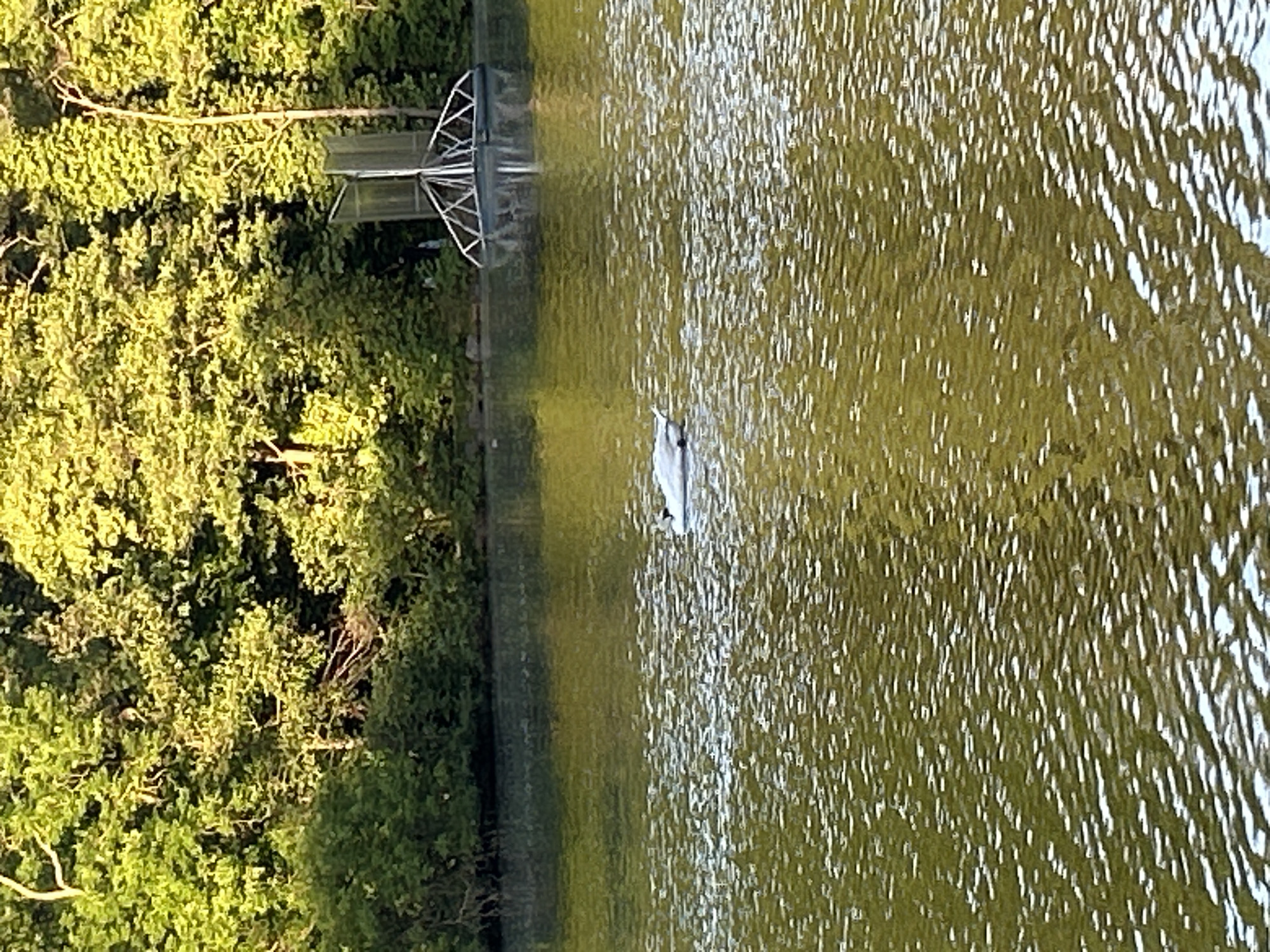 The image shows a waterway with a pedestrian bridge in Strasbourg, France, possibly the Quai Jacoutot or the river Ill. The water is rippled, reflecting sunlight, and there appears to be an object or animal floating in it. Trees and dense vegetation line the bank of the waterway. The bridge is a metal structure with a simple pedestrian walkway and latticework supports.
