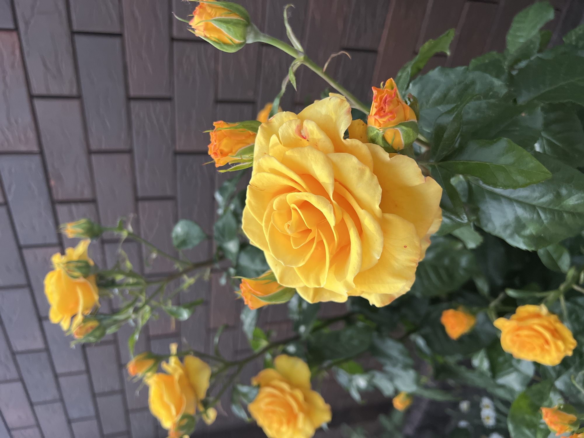 A close-up, eye-level shot captures a cluster of yellow roses in full bloom, with several buds and unopened flowers present. The roses are set against a dark brown brick wall, which serves as the backdrop. The lighting appears to be natural daylight, with some shadows casting on the petals and leaves. The foliage is a rich green, providing a contrast to the vibrant yellow and orange hues of the flowers. There is no indication of the location being Sanamer, Russia, or any other specific geographical place. The image is devoid of any people or animals, focusing solely on the botanical subject matter. The scene is static and peaceful, emphasizing the natural beauty of the roses.