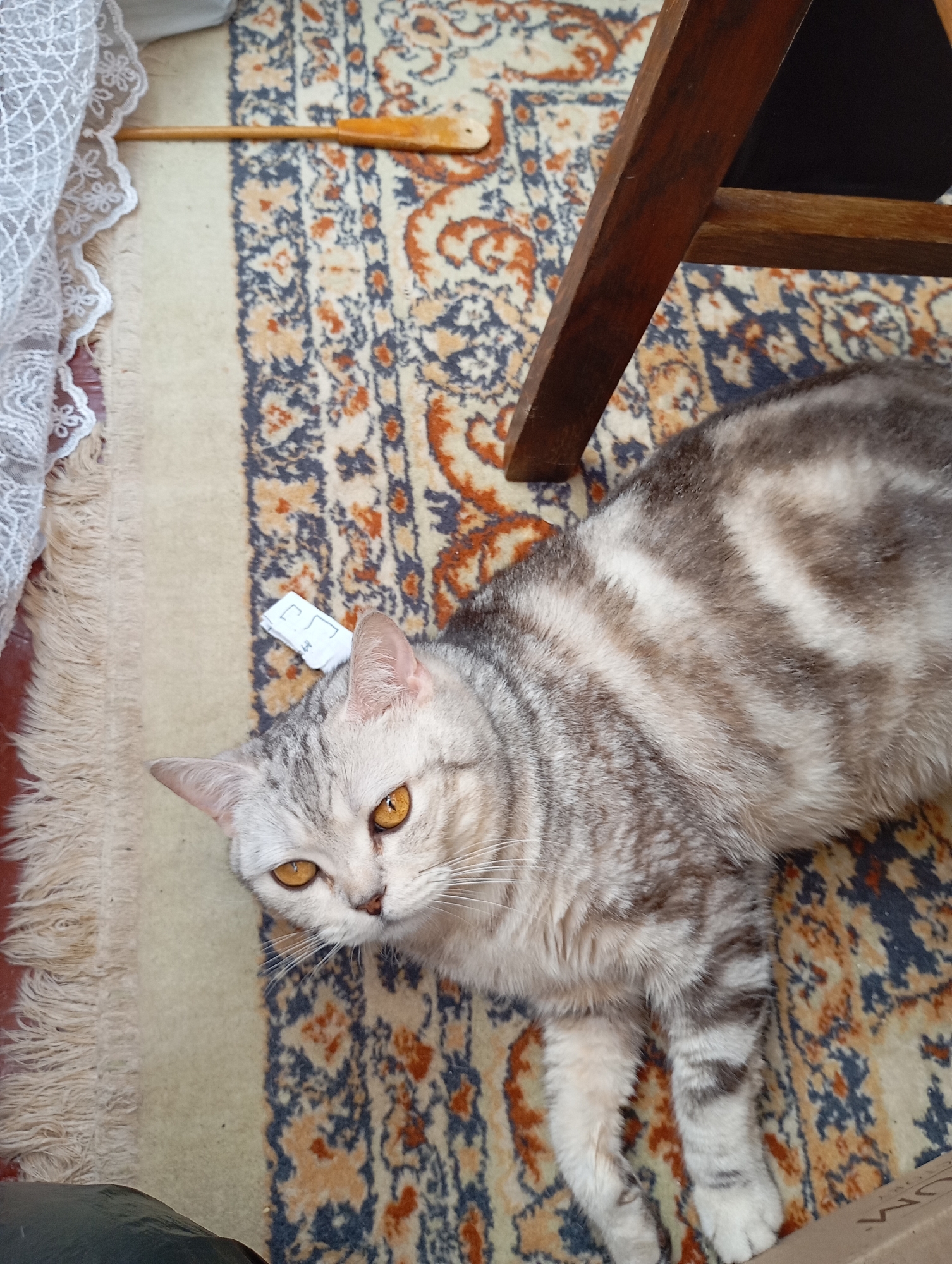A silver tabby cat with bright orange eyes lies on a rug. The cat is facing the camera and is partially obscured by a wooden chair leg. A small white tag is attached to the cat's fur near its ear. The rug has a patterned design with cream, blue, and orange colors, and a fringe runs along the bottom edge of the image. A piece of white lace fabric is visible on the left side of the frame. A wooden object, possibly a spatula, rests on the rug near the lace. The overall scene is an indoor setting, likely a home in Sozonivka, Ukraine.