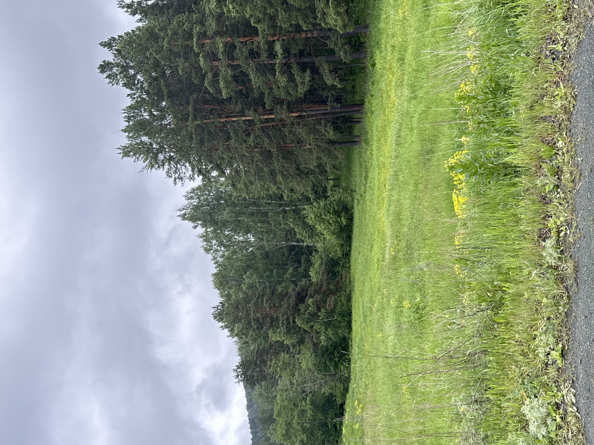 This is a vertical, medium-shot photograph of a field and forest in Lomovka, Russia. The foreground is a bright green meadow with sparse yellow wildflowers and tall grasses. A rough, dark grey gravel road runs along the bottom of the frame. The middle ground features a dense line of tall pine trees with dark green needles and brown trunks, their branches reaching towards the sky. Behind the pines, a variety of deciduous trees with lighter green foliage can be seen, and further in the background, a hazy, dark green hill is visible. The sky is overcast with heavy, grey clouds. There are no people or animals present in the image.